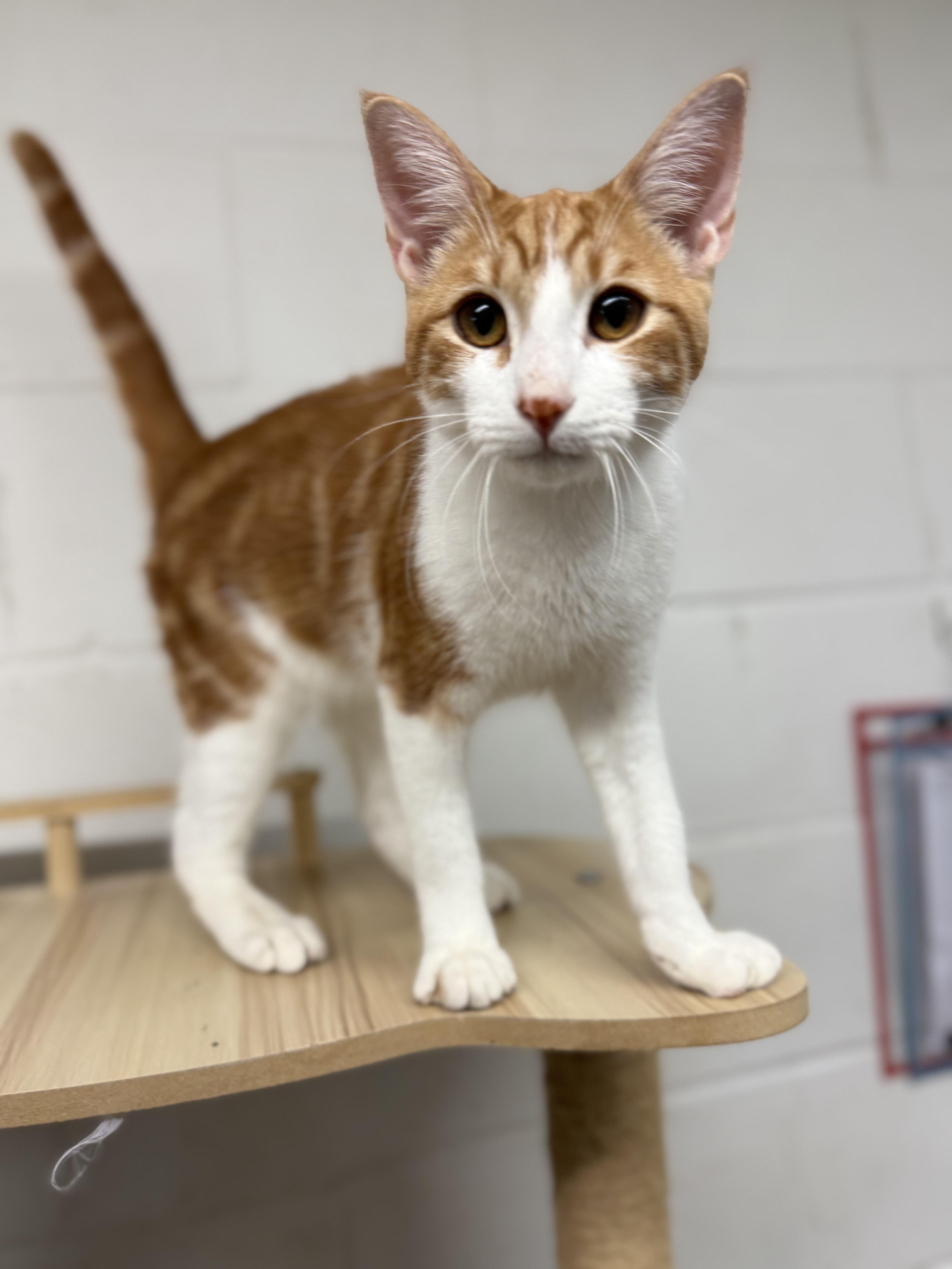 Enlarge Dean & Castiel, a ADOPTABLE Domestic Short Hair in Uvalde, TX image 2/6