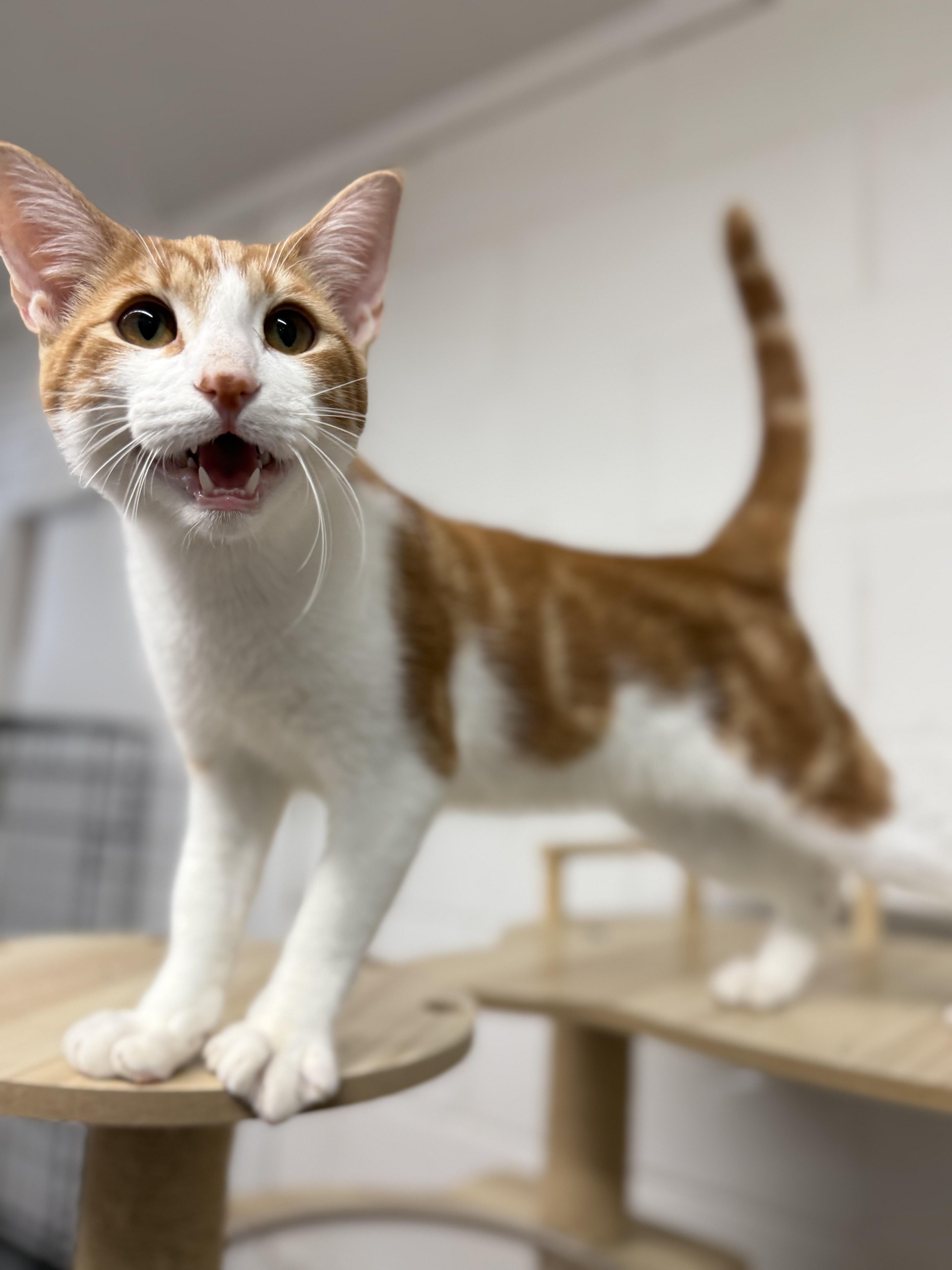 Enlarge Dean & Castiel, a ADOPTABLE Domestic Short Hair in Uvalde, TX image 3/6