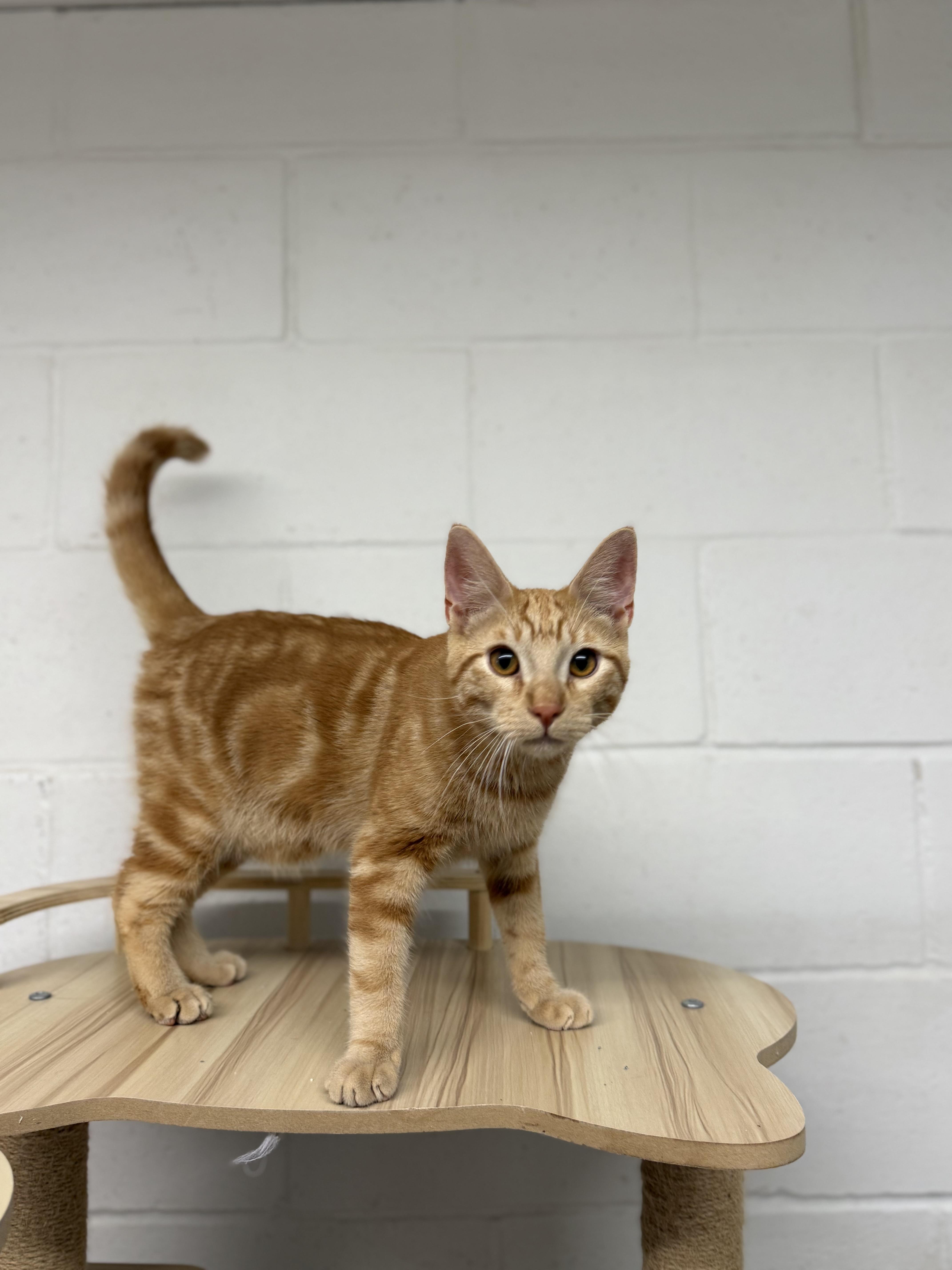 Enlarge Dean & Castiel, a ADOPTABLE Domestic Short Hair in Uvalde, TX image 4/6