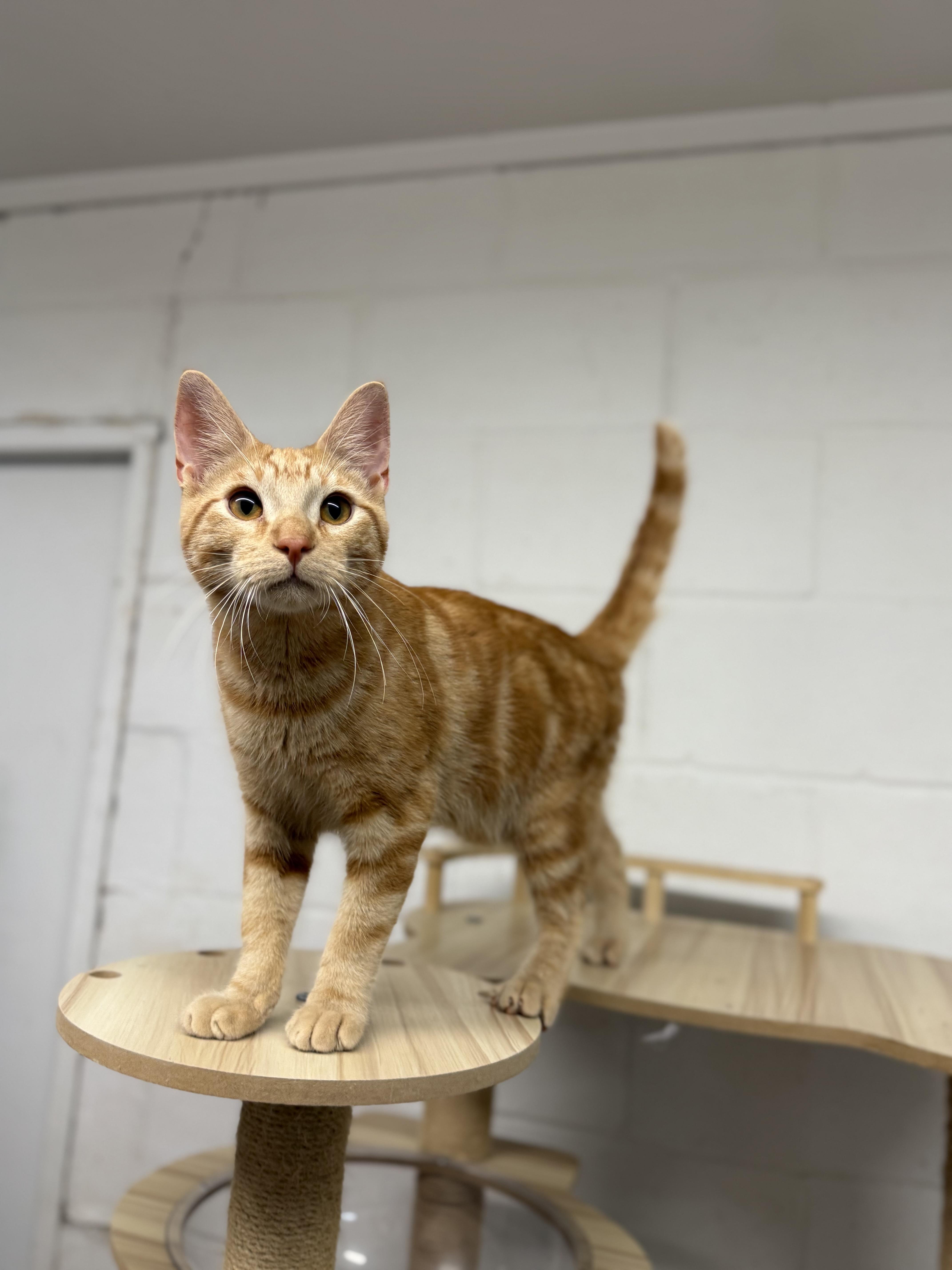 Enlarge Dean & Castiel, a ADOPTABLE Domestic Short Hair in Uvalde, TX image 5/6