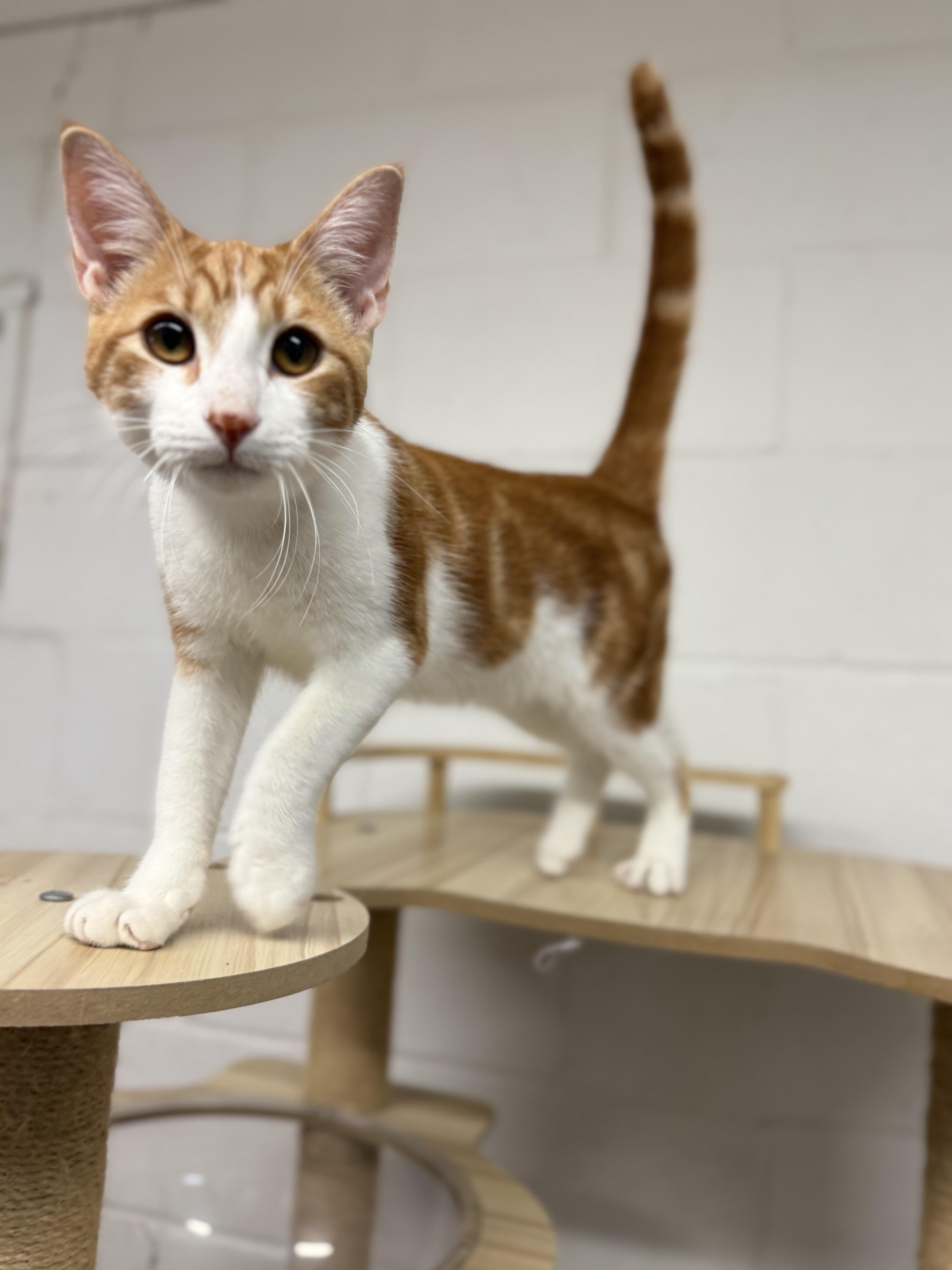 Enlarge Dean & Castiel, a ADOPTABLE Domestic Short Hair in Uvalde, TX image 6/6