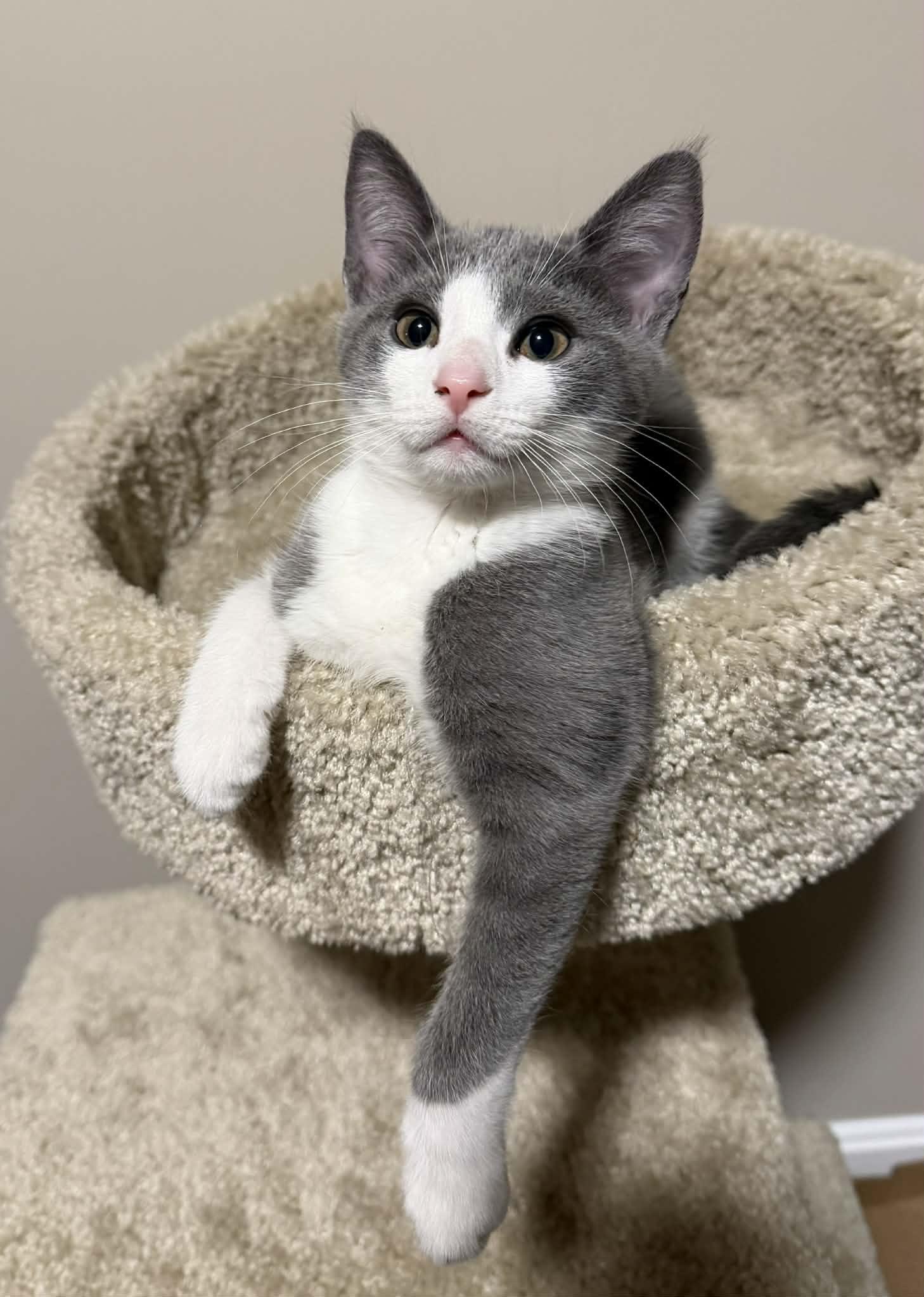 Patty Melt, a Adoptable Domestic Short Hair in Millersville, MD image 4/4