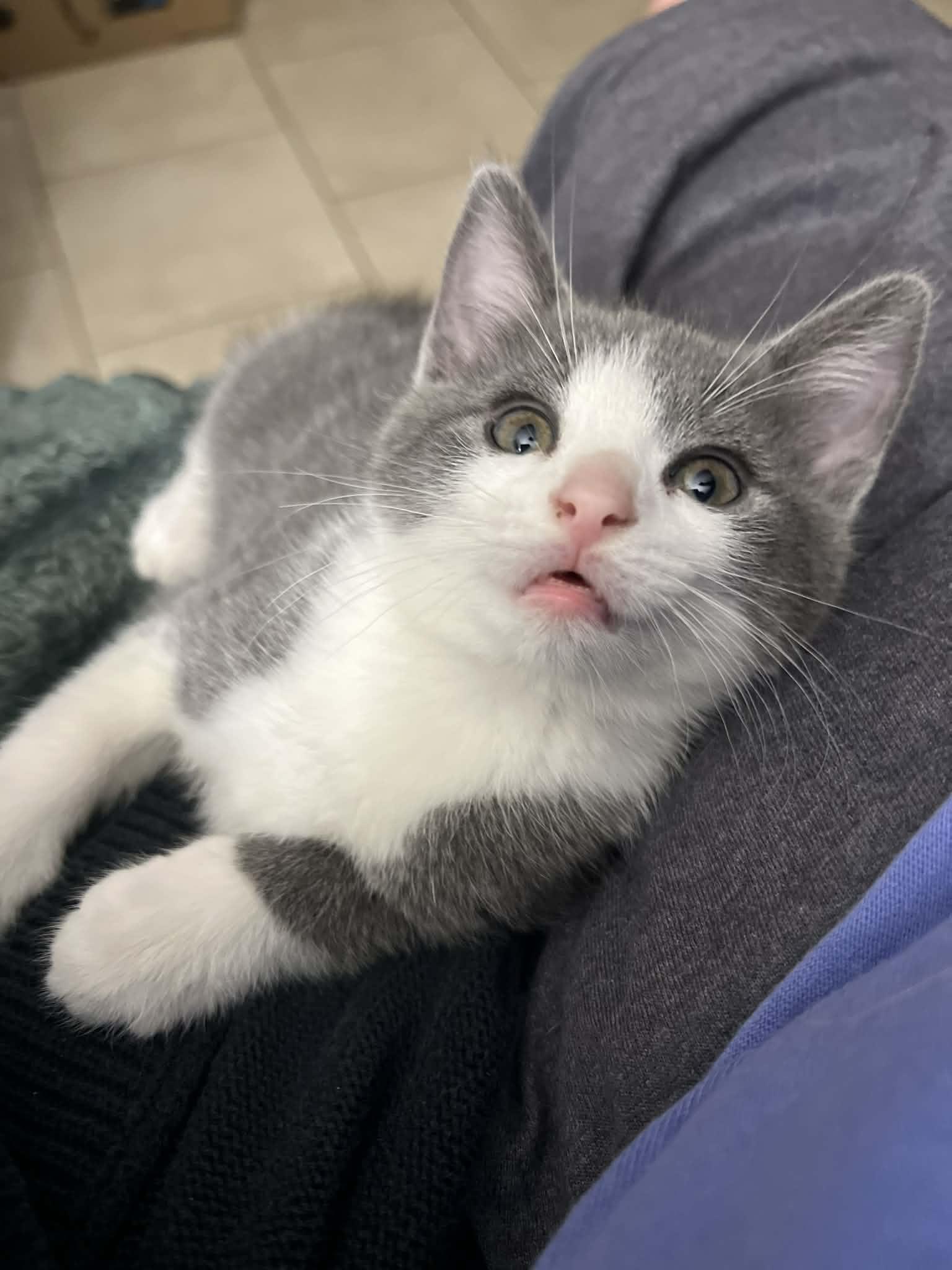 Patty Melt, Adoptable, Kitten Female Domestic Short Hair.