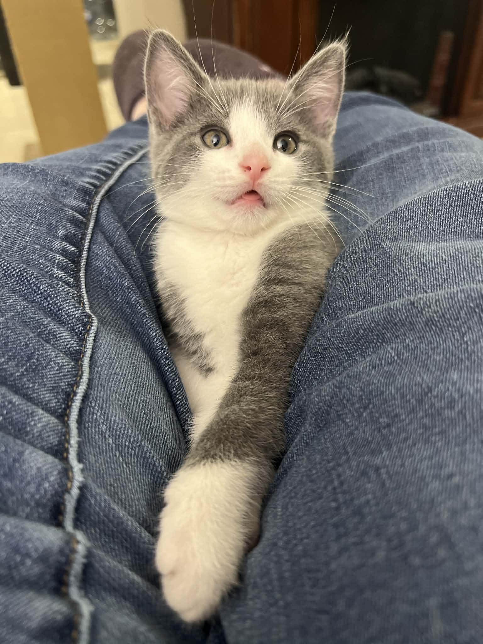 Patty Melt, a Adoptable Domestic Short Hair in Millersville, MD image 3/4