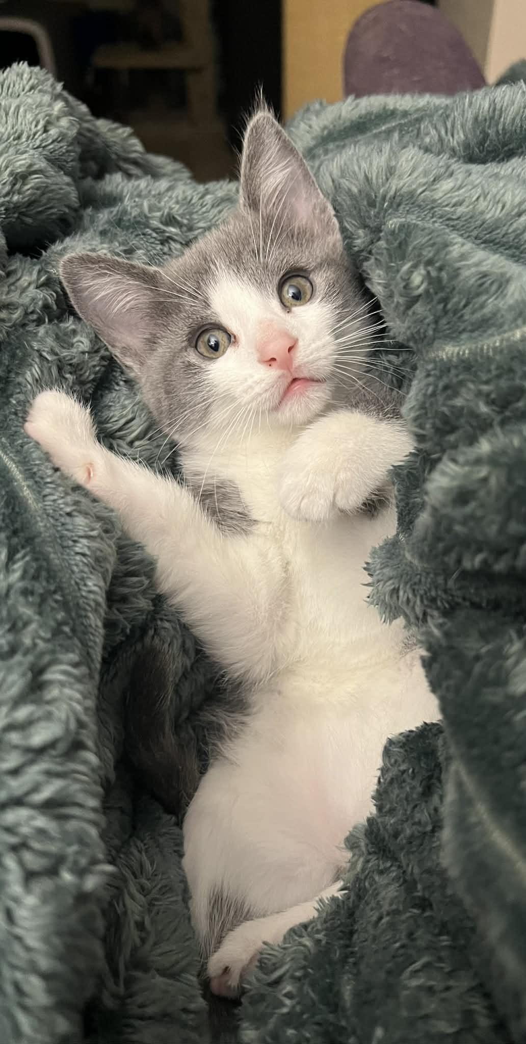 Patty Melt, a Adoptable Domestic Short Hair in Millersville, MD image 2/4