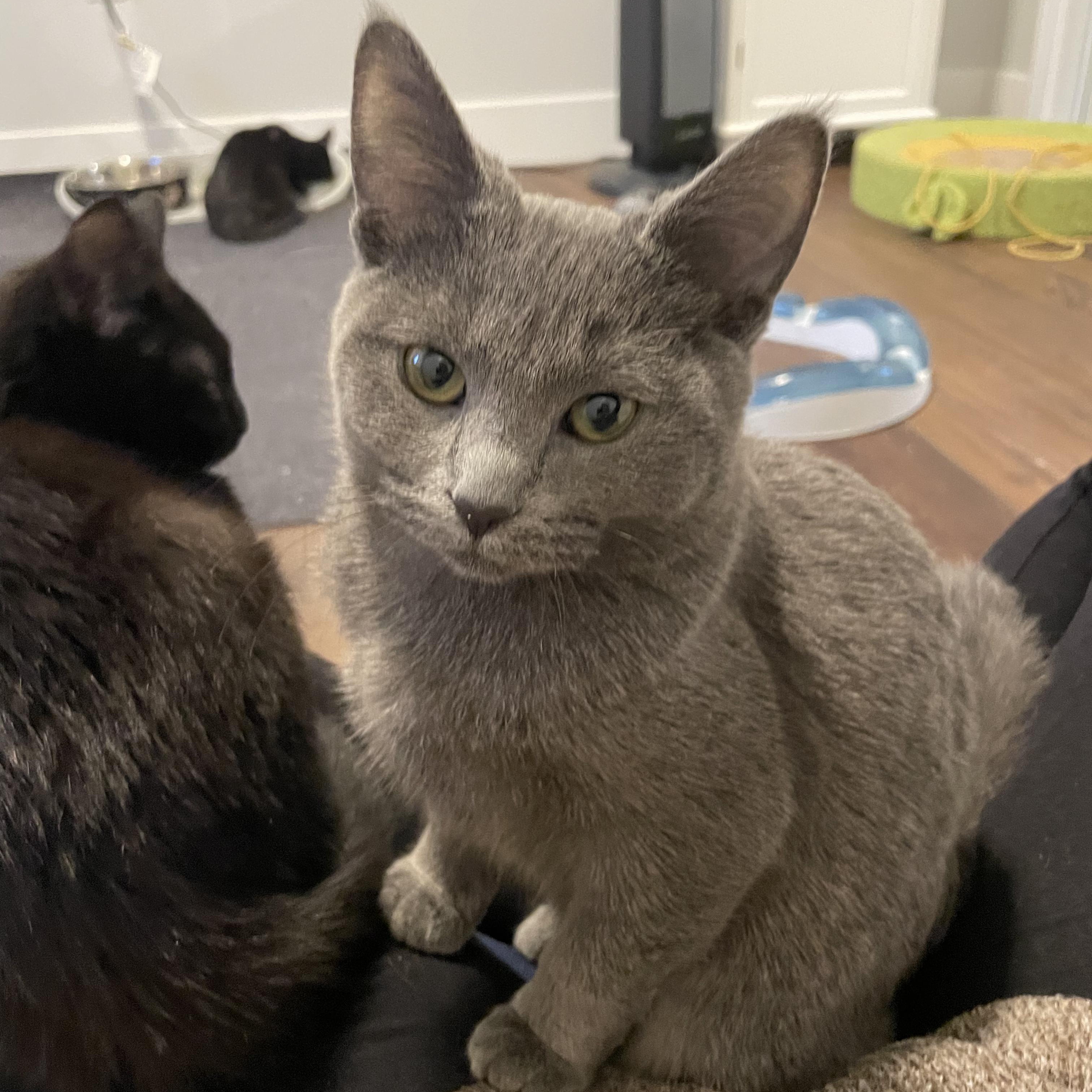 Enlarge Penne, an adopted Domestic Short Hair in Grand Rapids, MI image 2/4