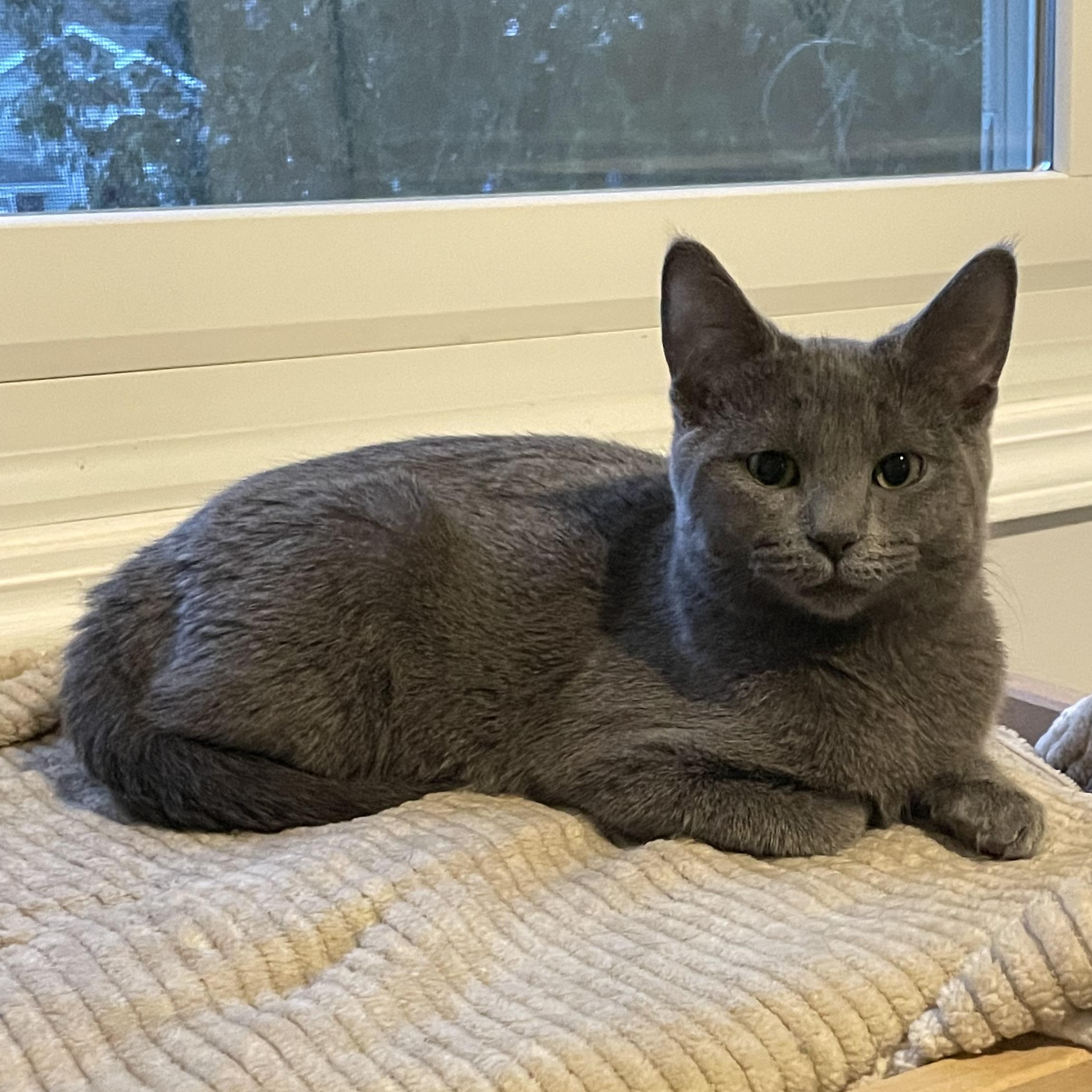 Enlarge Penne, an adopted Domestic Short Hair in Grand Rapids, MI image 1/4