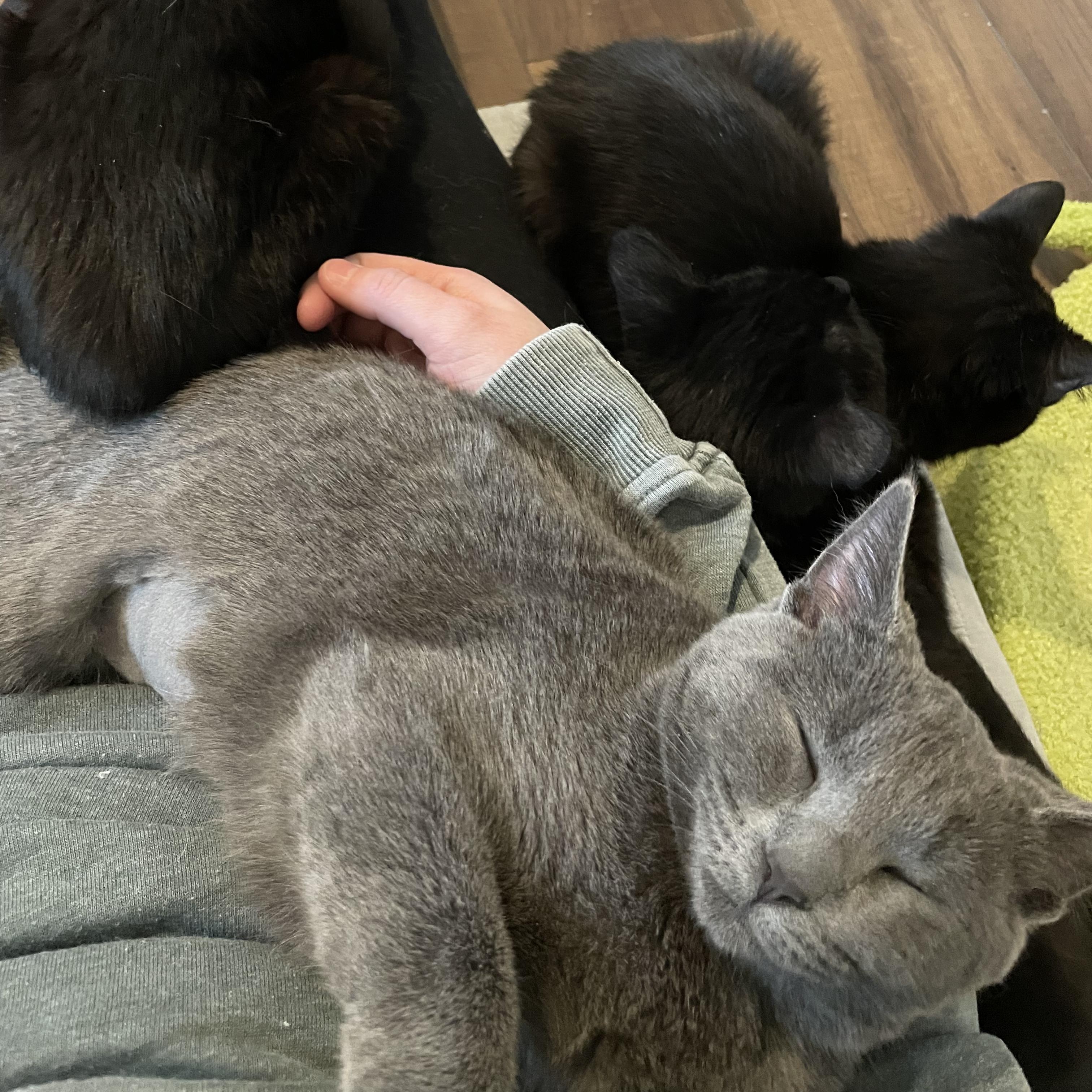 Enlarge Penne, an adopted Domestic Short Hair in Grand Rapids, MI image 4/4