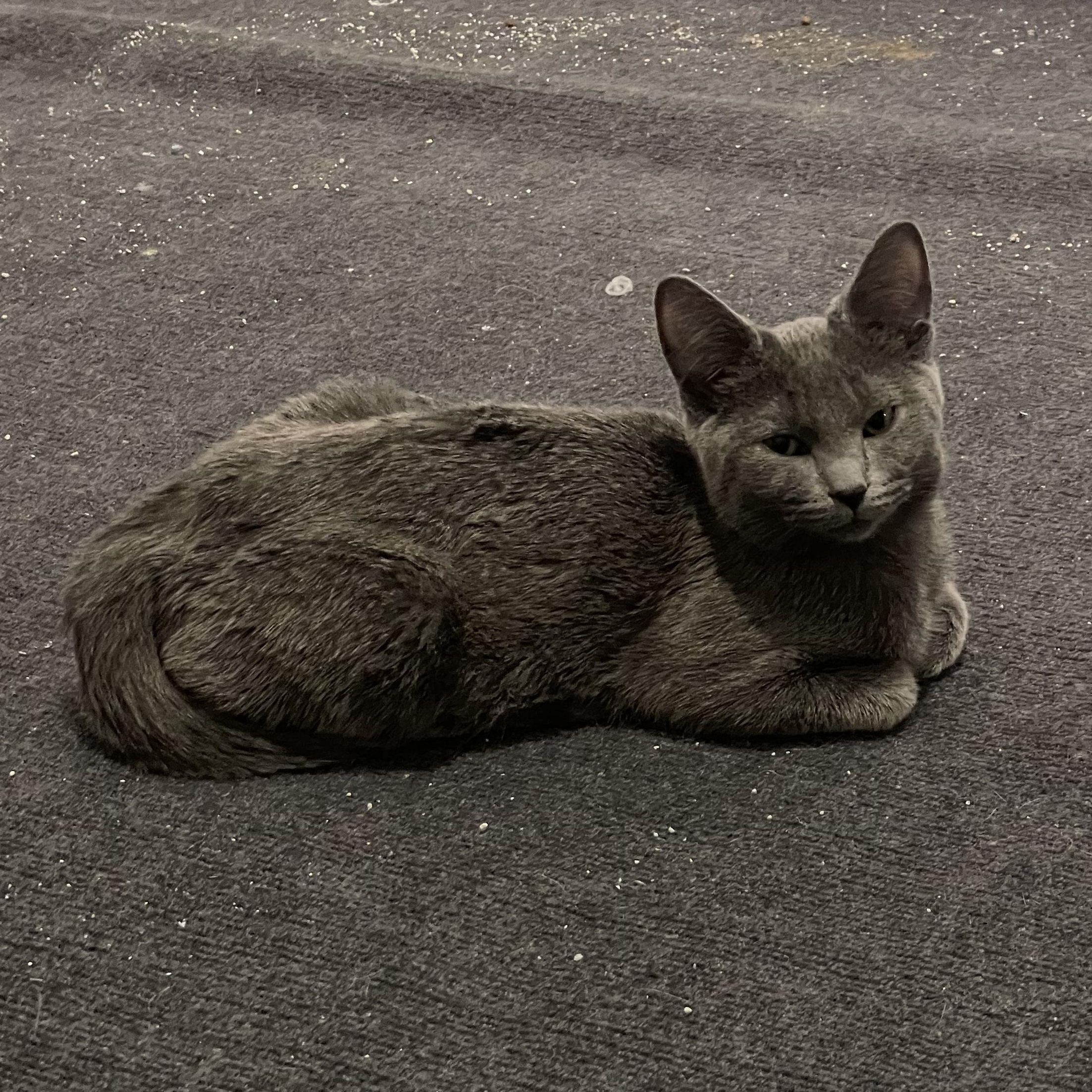 Enlarge Penne, an adopted Domestic Short Hair in Grand Rapids, MI image 3/4