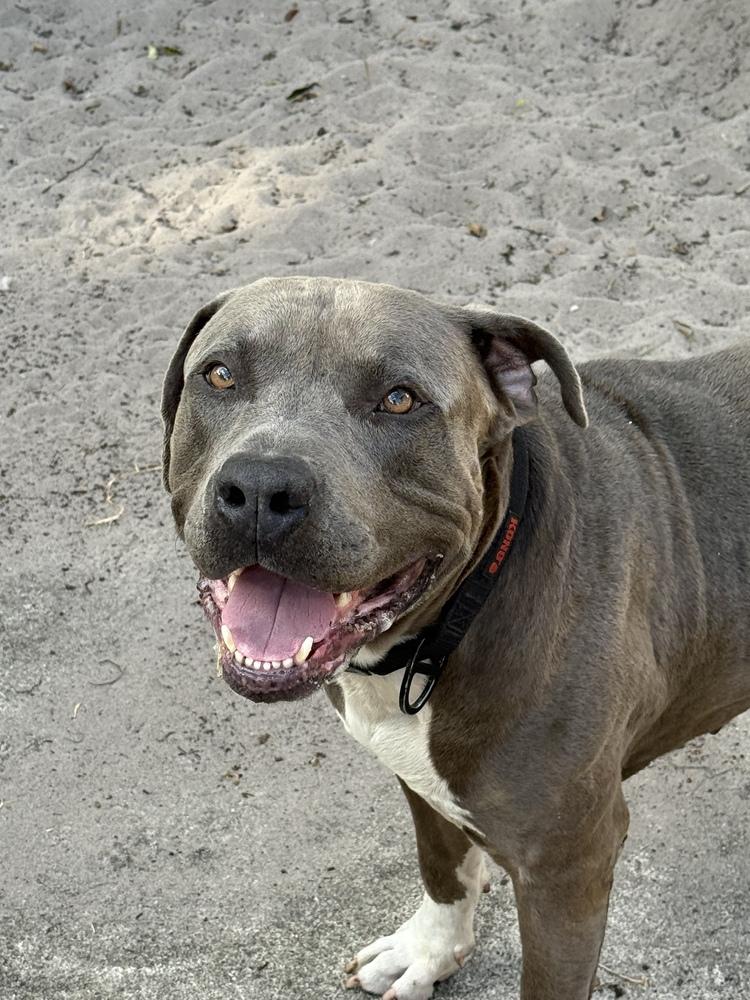 Montu, a Adoptable Pit Bull Terrier in West Palm Beach, FL image 1/4