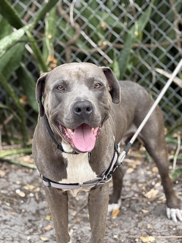 Montu, a Adoptable Pit Bull Terrier in West Palm Beach, FL image 2/4
