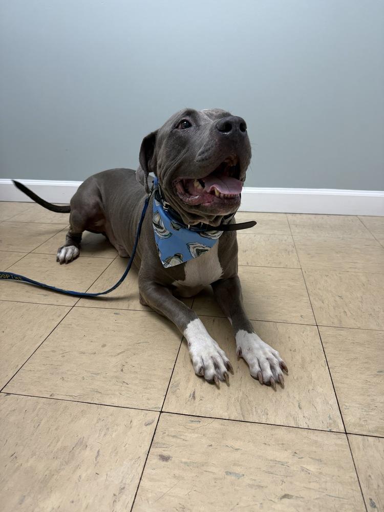 Enlarge Montu, a Adoptable Pit Bull Terrier in West Palm Beach, FL image 3/6