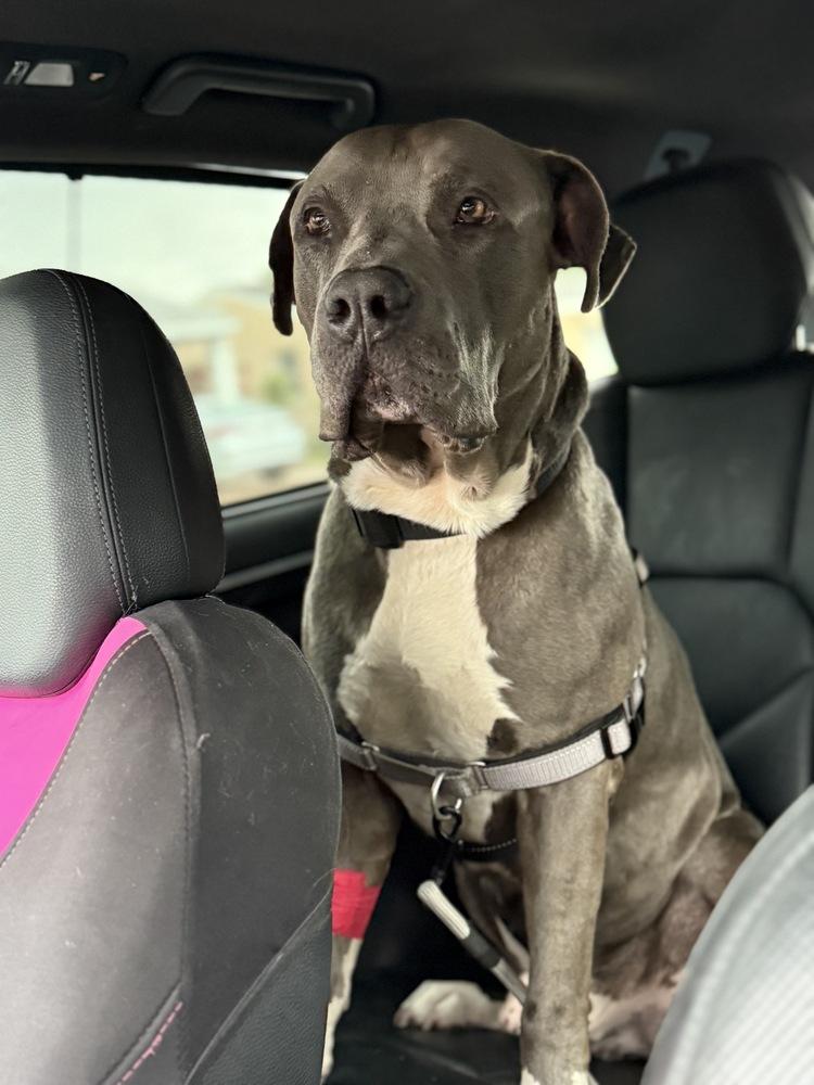 Montu, a Adoptable Pit Bull Terrier in West Palm Beach, FL image 3/4