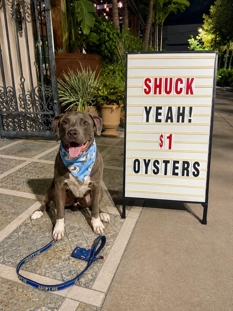 Enlarge Montu, a Adoptable Pit Bull Terrier in West Palm Beach, FL image 5/6