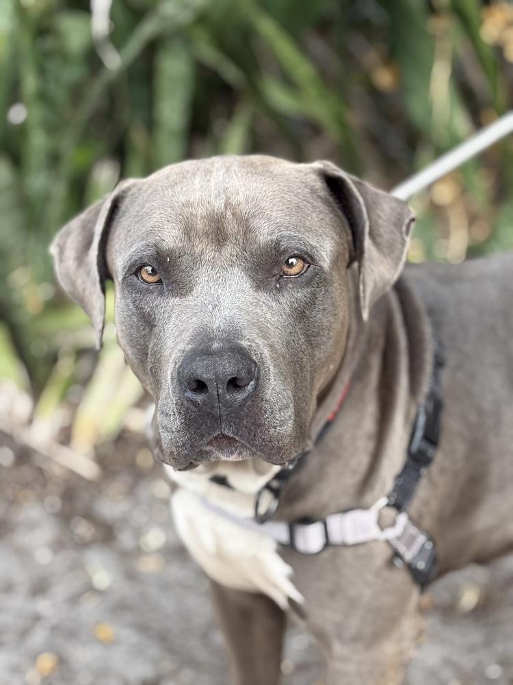 Montu, a Adoptable Pit Bull Terrier in West Palm Beach, FL image 4/4