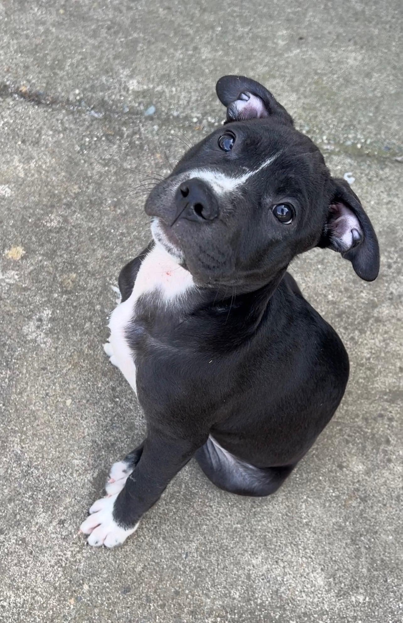 Enlarge Annie, an adopted mixed breed in Lincoln, CA image 1/2