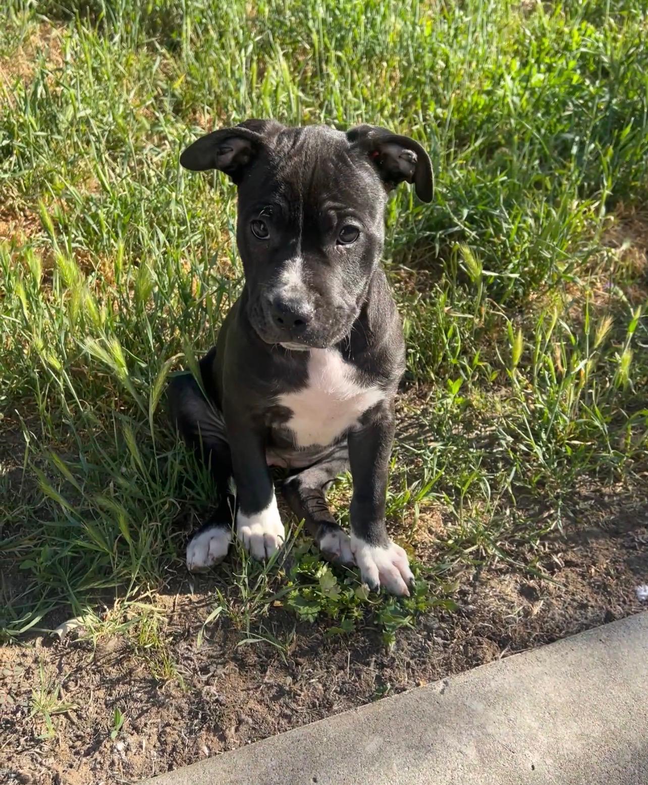 Enlarge Annie, an adopted mixed breed in Lincoln, CA image 2/2