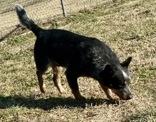 Enlarge Ole Blue, an adopted Australian Cattle Dog / Blue Heeler in Glasgow, KY image 2/3