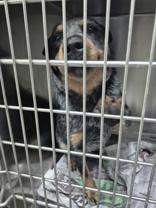 Enlarge Ole Blue, an adopted Australian Cattle Dog / Blue Heeler in Glasgow, KY image 3/3