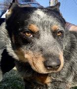 Ole Blue, adopted, Adult Male Australian Cattle Dog / Blue Heeler.