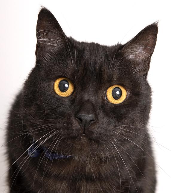 Hong Kong Tommy, ADOPTABLE, Adult Male British Shorthair & Domestic Short Hair.