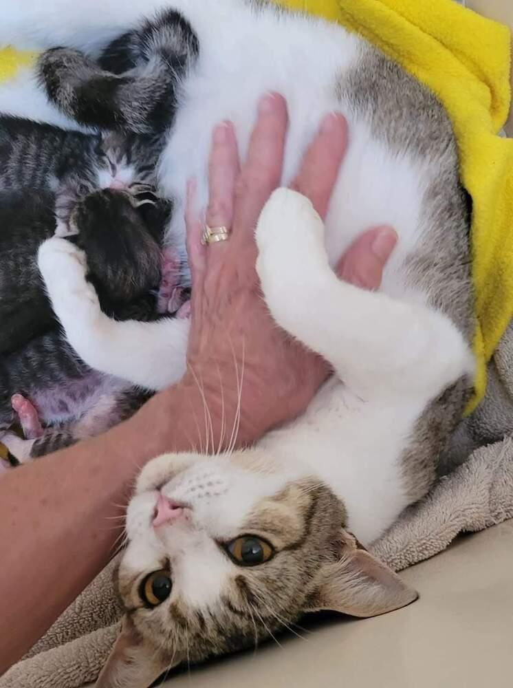 Carol, Adoptable, Adult Female Domestic Short Hair.