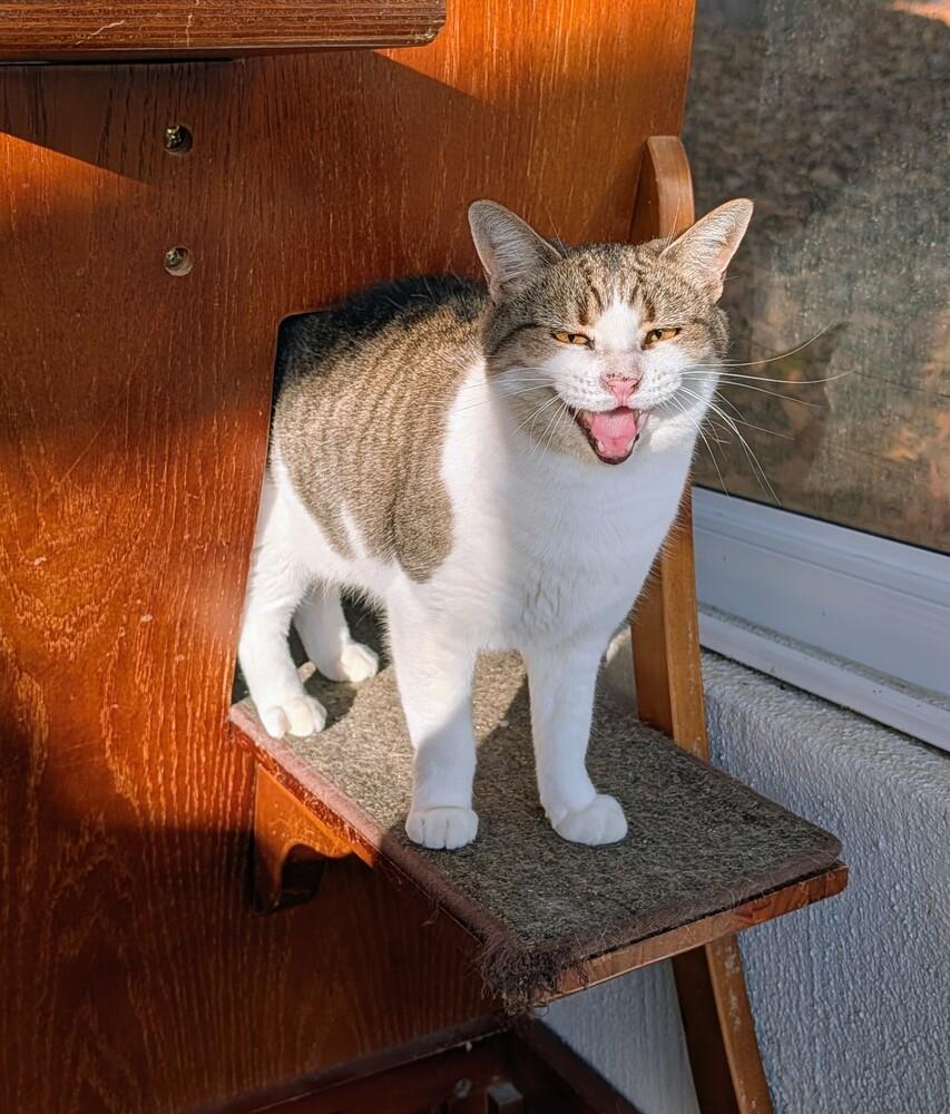 Enlarge Carol, a Adoptable Domestic Short Hair in Louisa, VA image 2/3