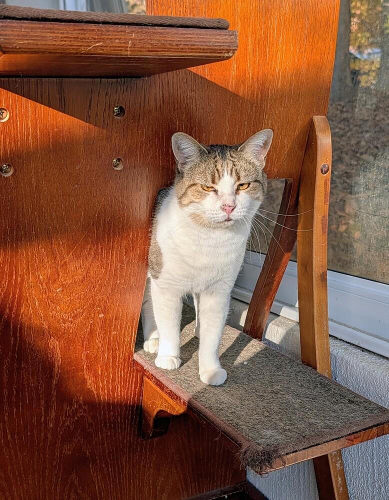 Enlarge Carol, a Adoptable Domestic Short Hair in Louisa, VA image 3/3