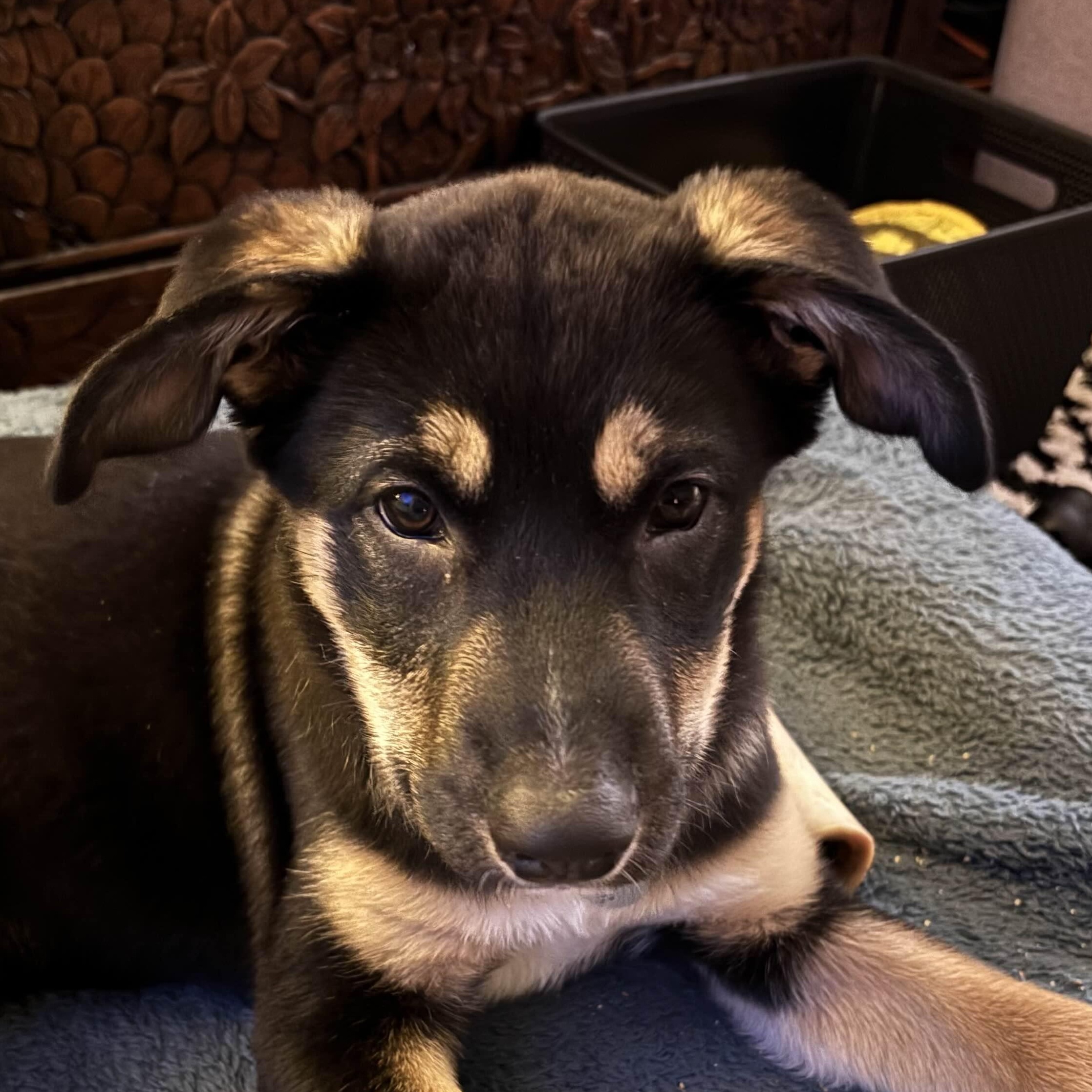 Enlarge Tinkerbell, a ADOPTABLE mixed breed in Toronto, ON image 2/5