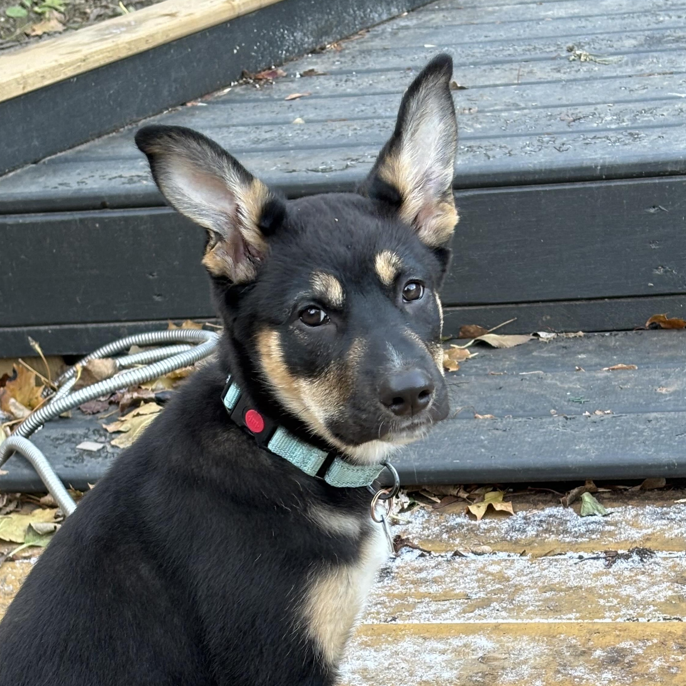 Enlarge Tinkerbell, a ADOPTABLE mixed breed in Toronto, ON image 1/5
