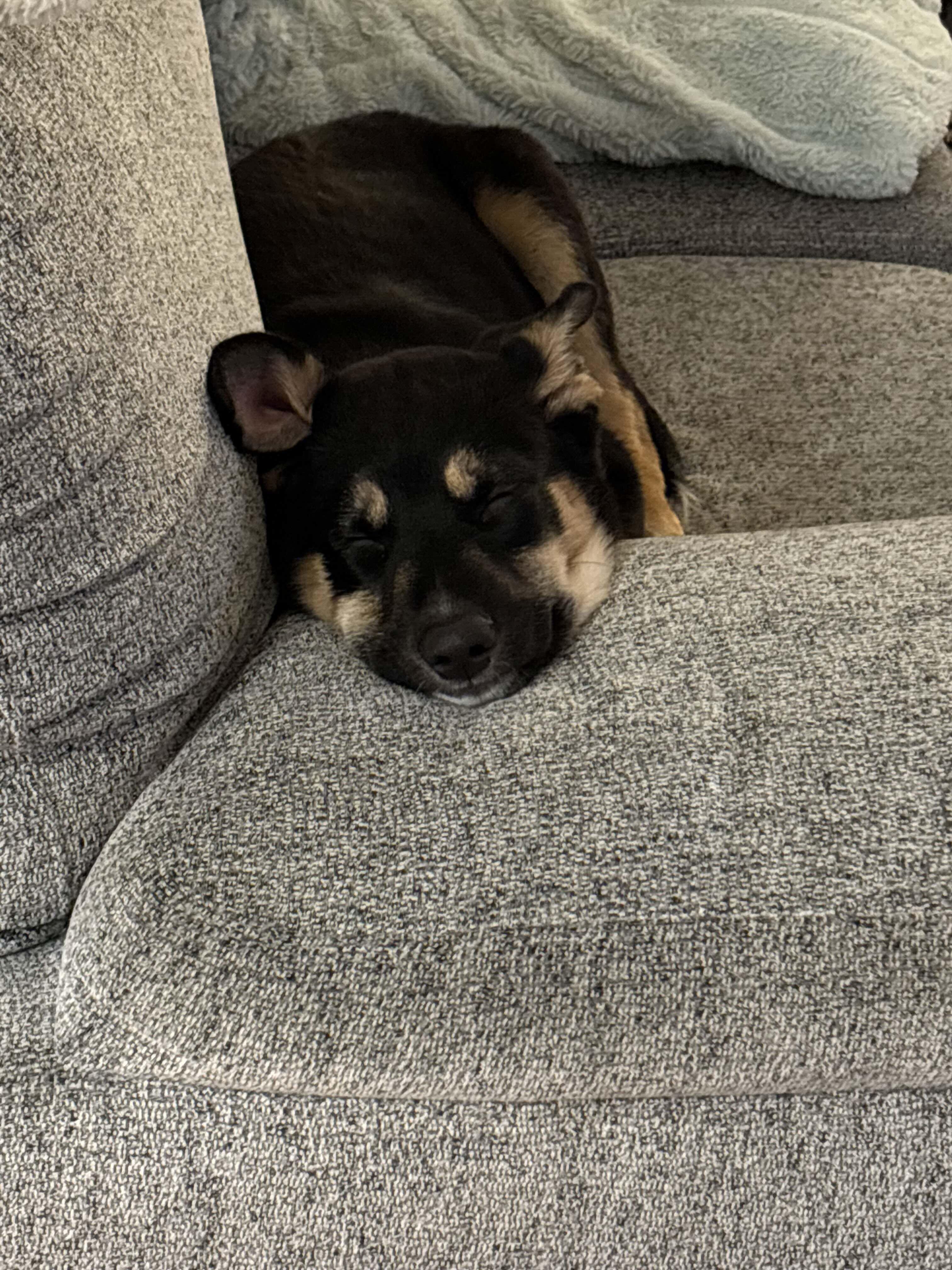 Enlarge Tinkerbell, a ADOPTABLE mixed breed in Toronto, ON image 3/5