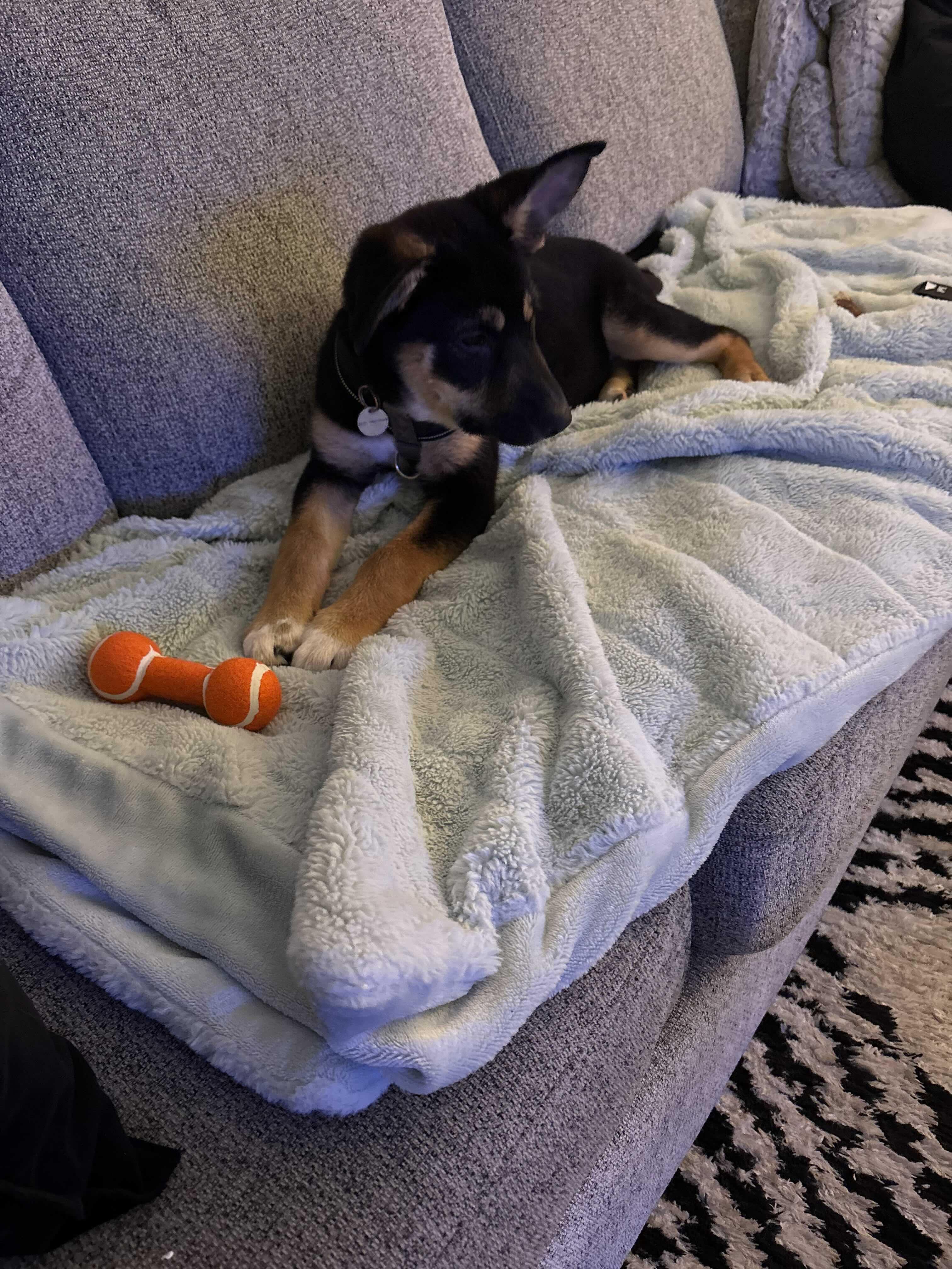 Enlarge Tinkerbell, a ADOPTABLE mixed breed in Toronto, ON image 4/5