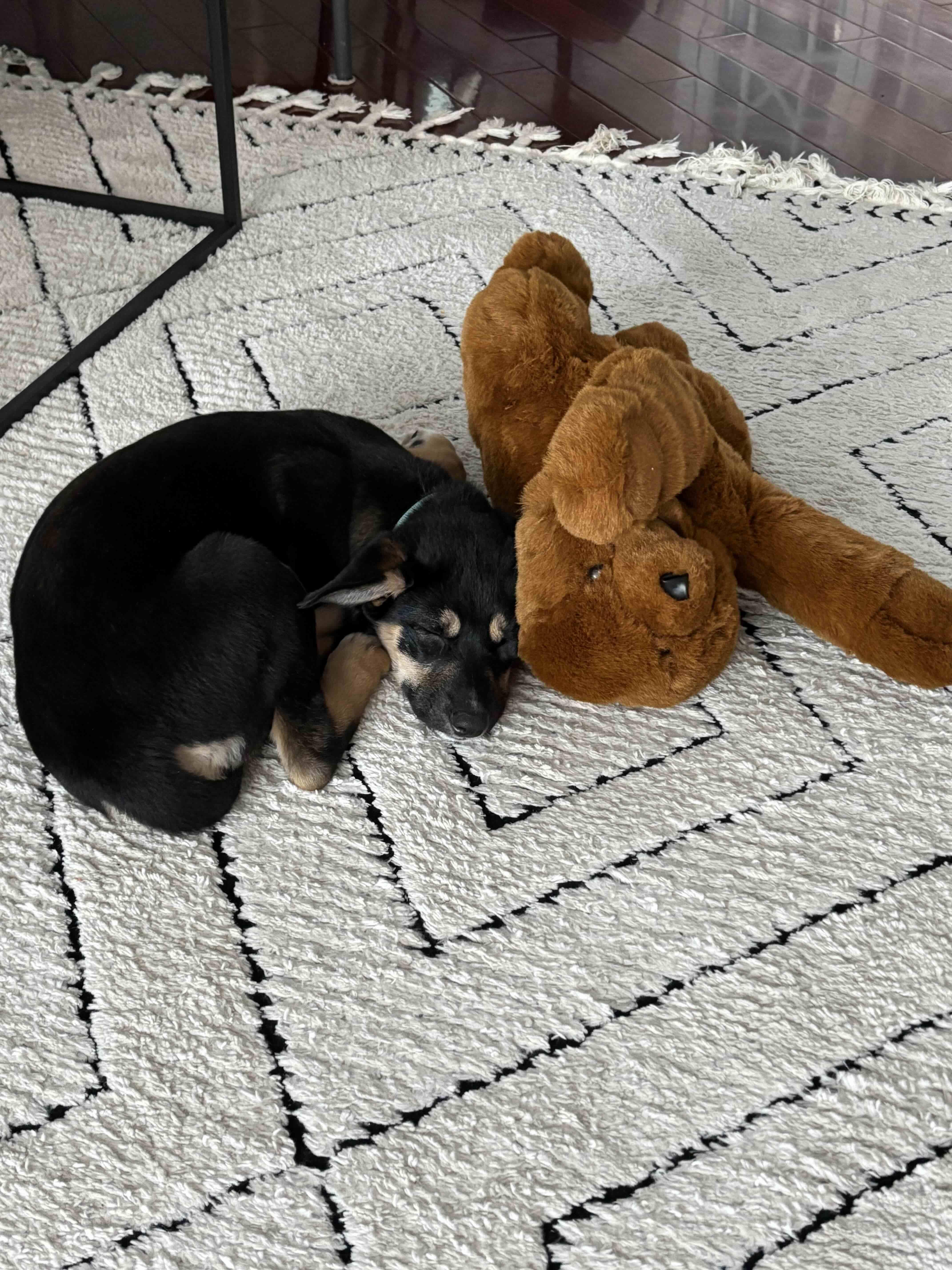 Enlarge Tinkerbell, a ADOPTABLE mixed breed in Toronto, ON image 5/5