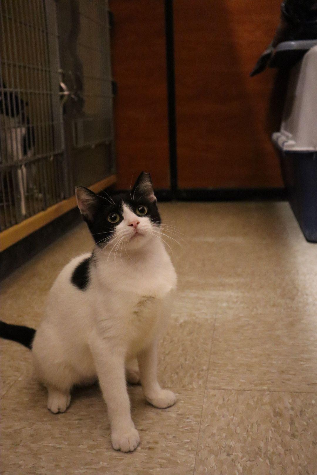 Ace, an adopted Domestic Short Hair in New York, NY image 1/4