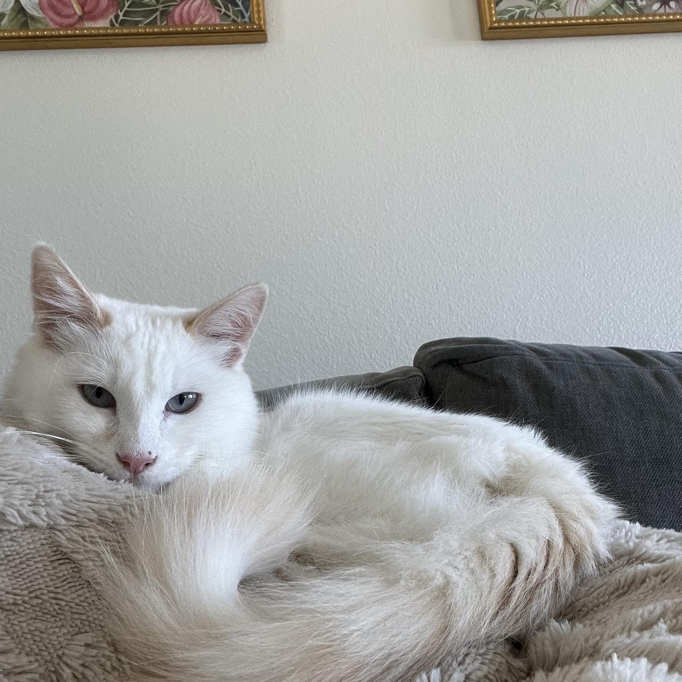 Eggo, an adopted Domestic Short Hair in San Luis Obispo, CA image 1/3