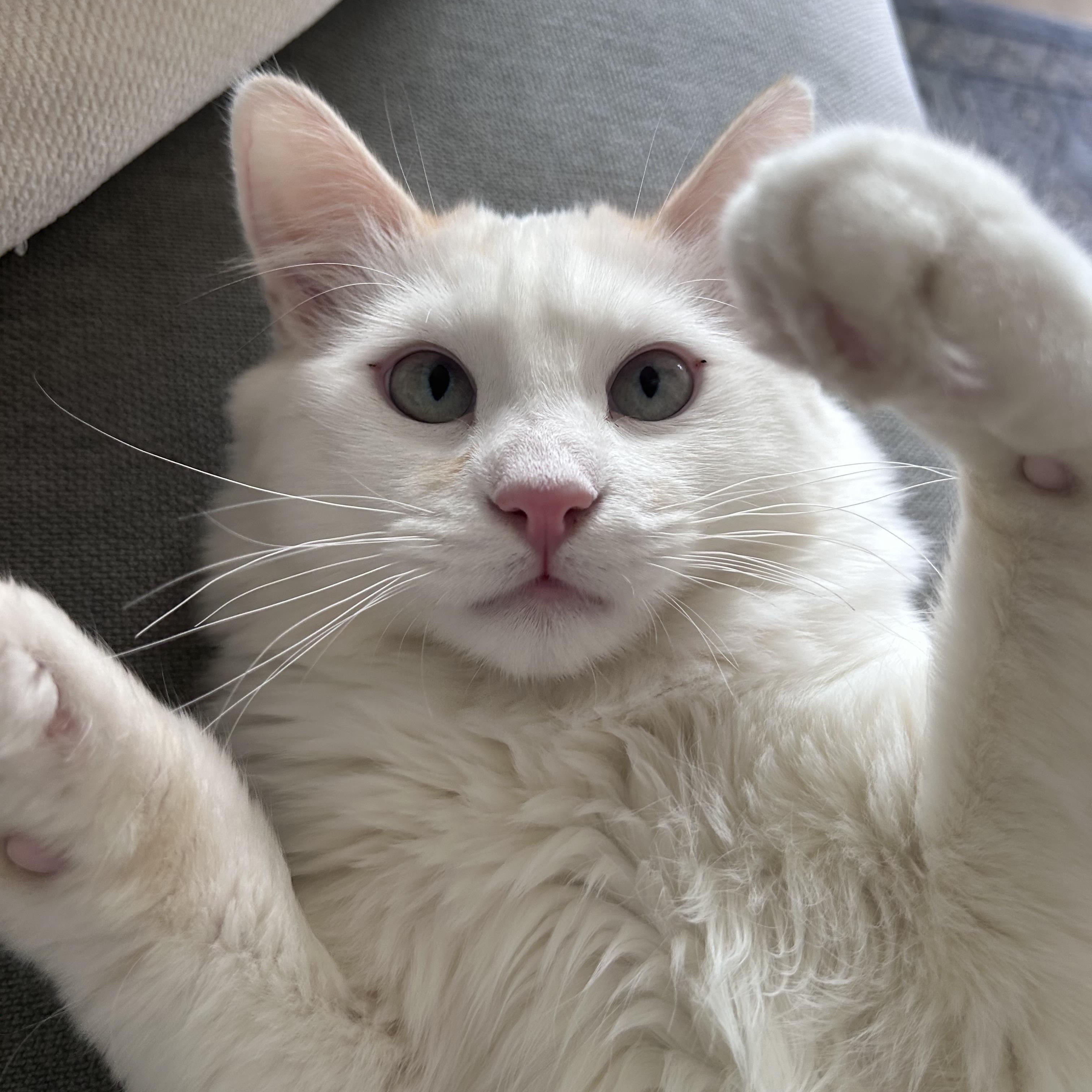 Eggo, an adopted Domestic Short Hair in San Luis Obispo, CA image 3/3