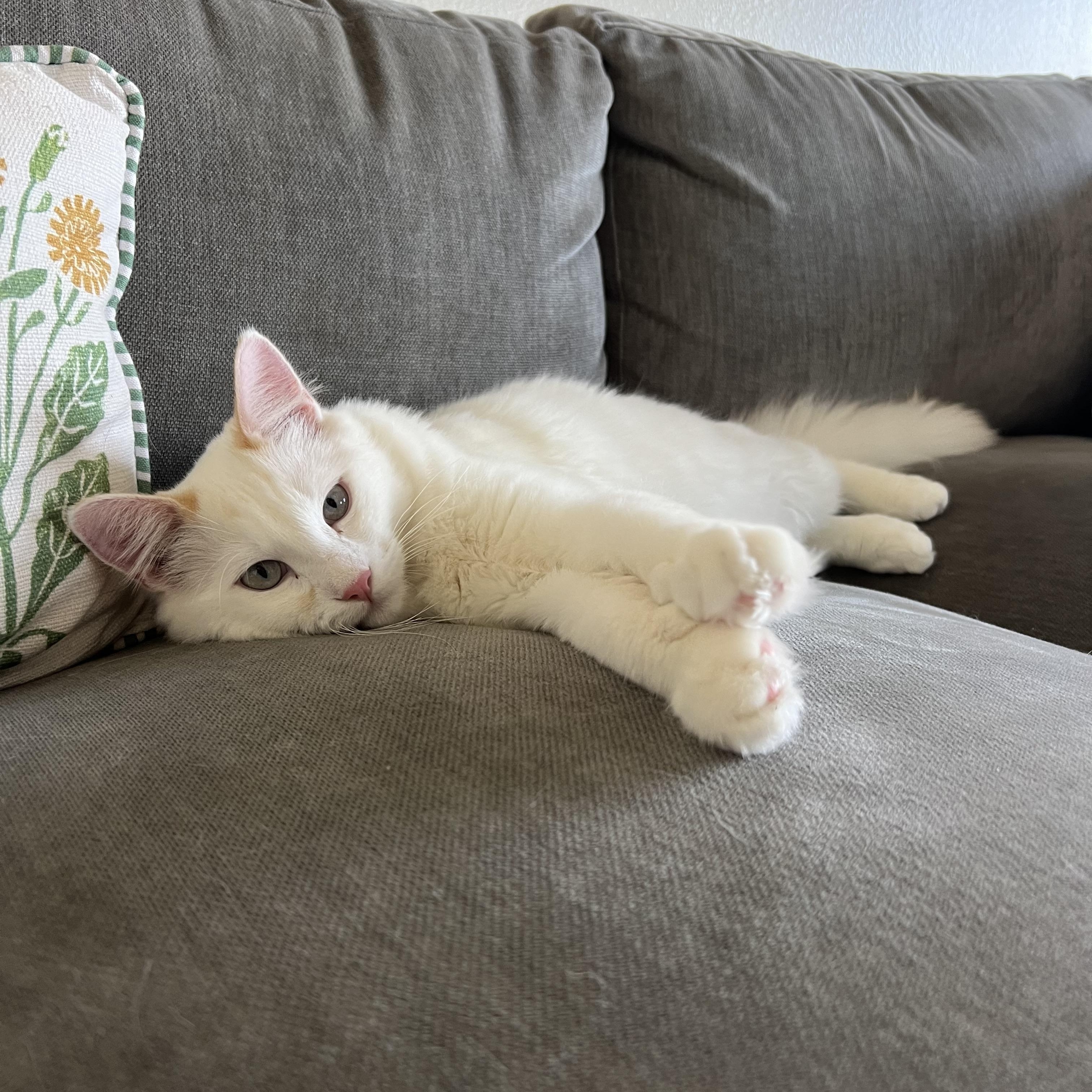 Eggo, an adopted Domestic Short Hair in San Luis Obispo, CA image 2/3