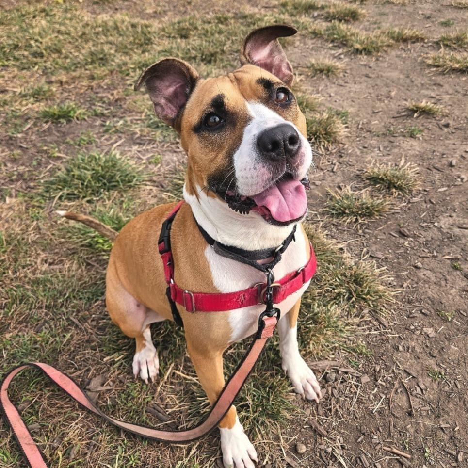 Tinkerbell, Adoptable, Senior Female Pit Bull Terrier & Boxer.