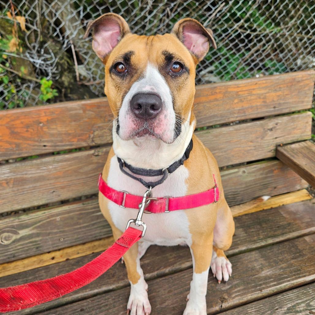 Enlarge Tinkerbell, a Adoptable mixed breed in Champaign, IL image 2/5
