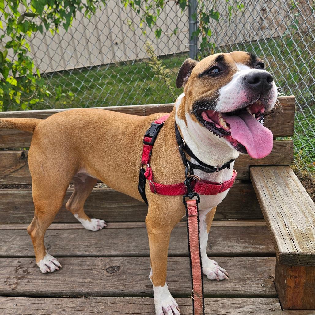 Enlarge Tinkerbell, a Adoptable mixed breed in Champaign, IL image 3/5