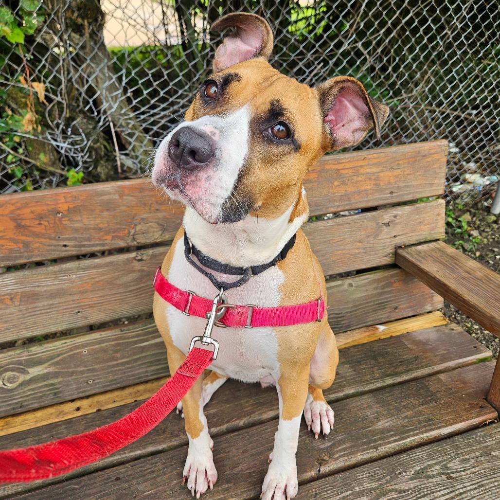 Enlarge Tinkerbell, a Adoptable mixed breed in Champaign, IL image 4/5