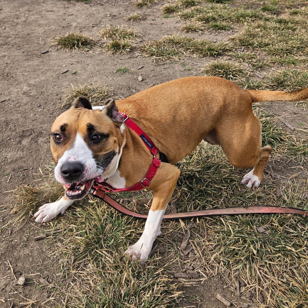 Enlarge Tinkerbell, a Adoptable mixed breed in Champaign, IL image 5/5