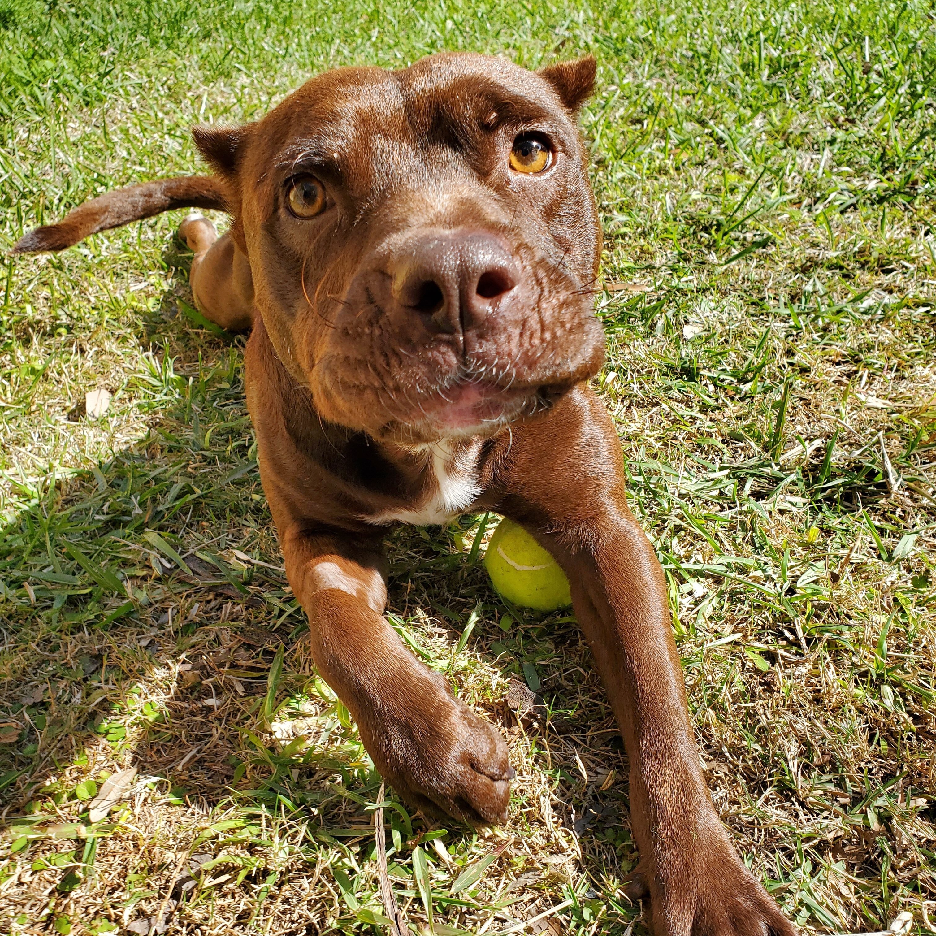 Rigatoni (aka Toni) photo 5