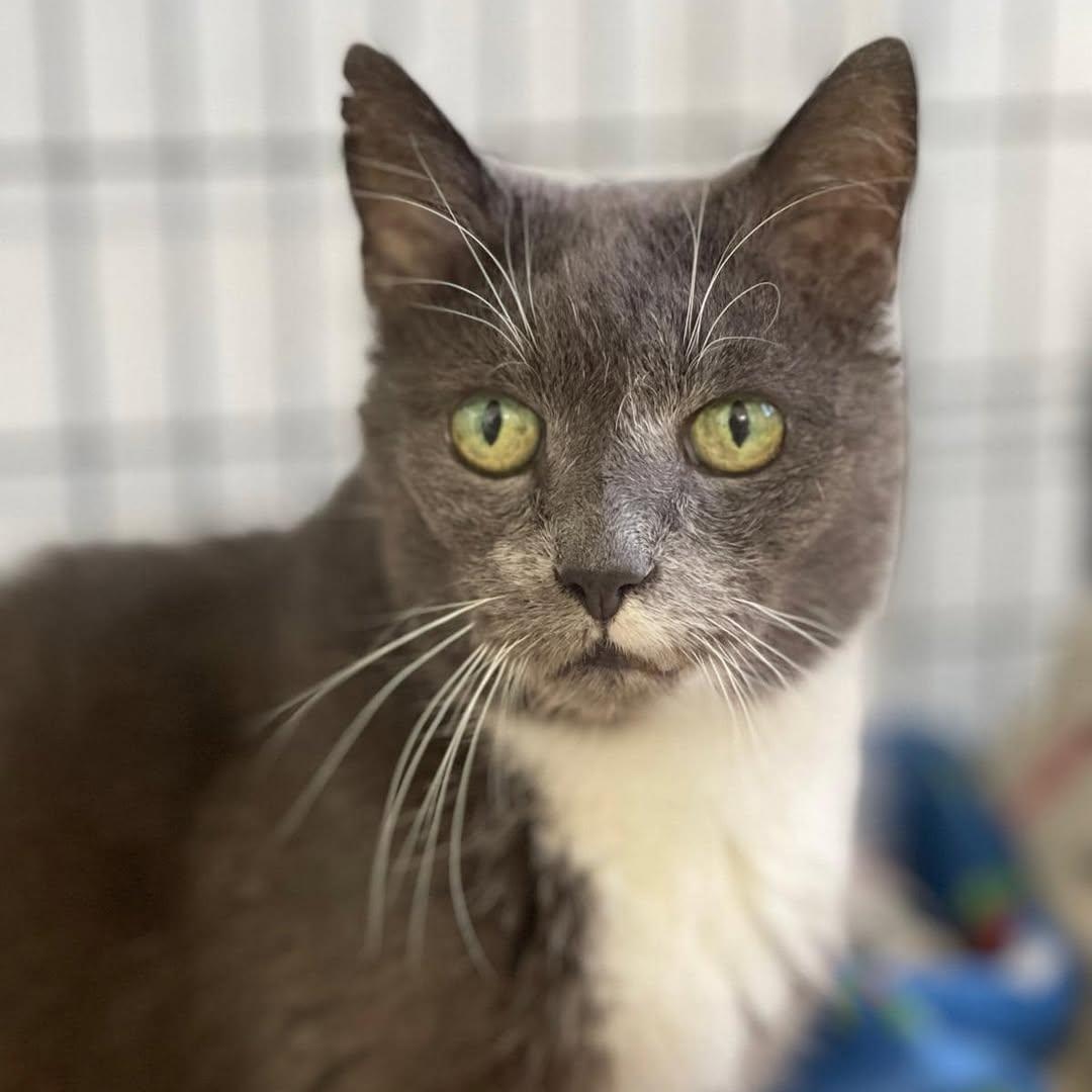 Butch — thumbnail 2