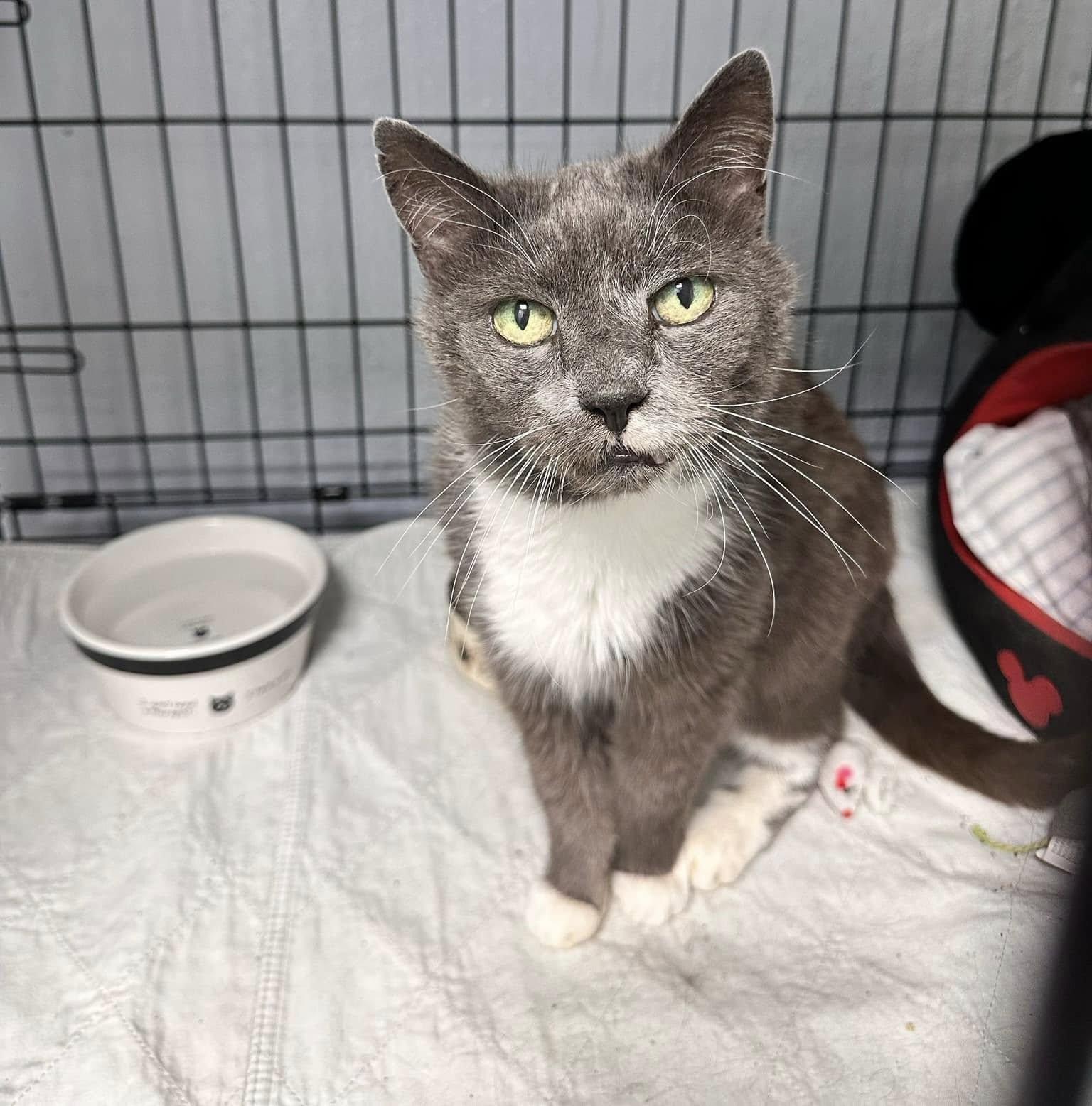 Butch — thumbnail 3