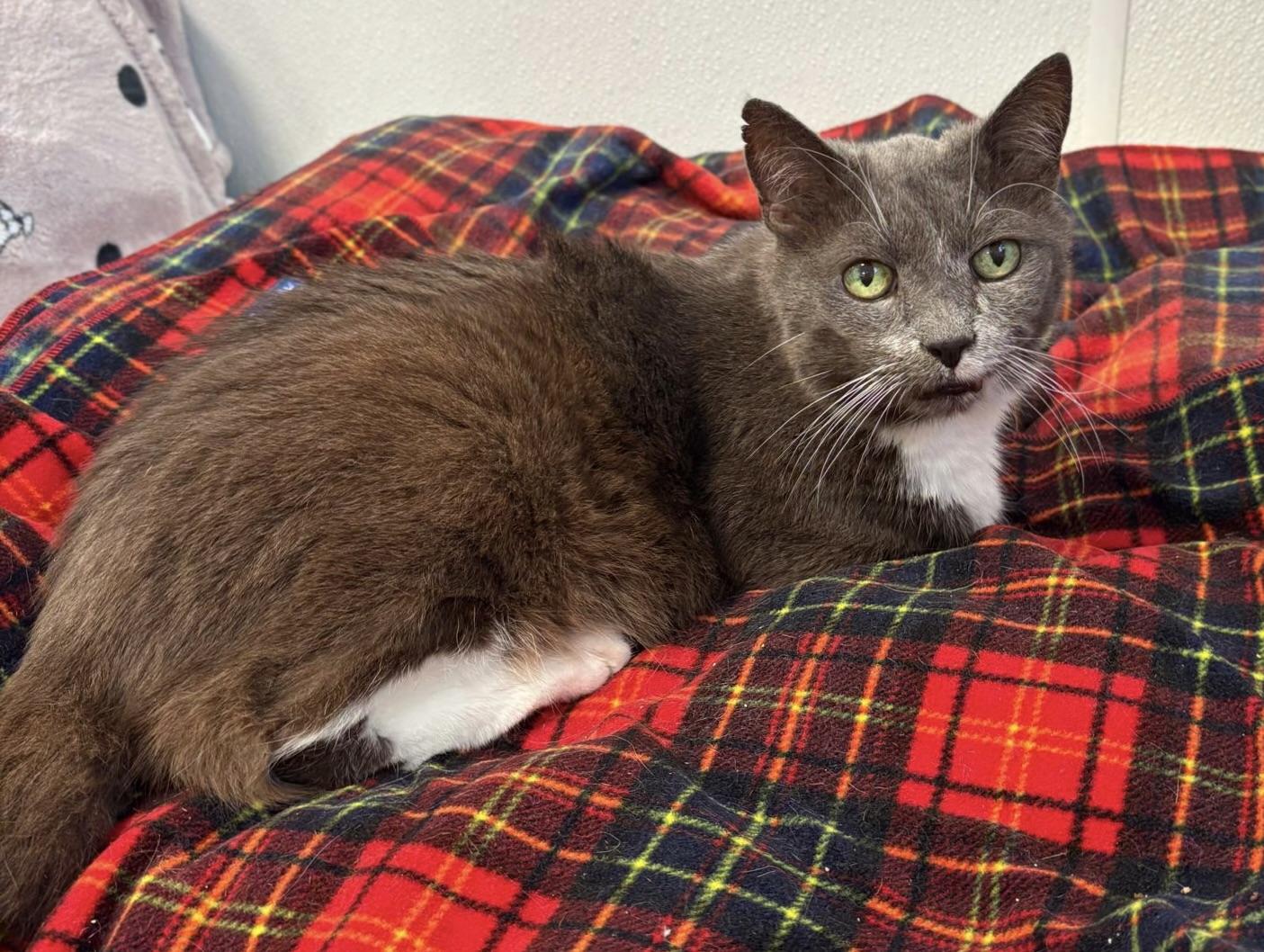 Butch — thumbnail 4