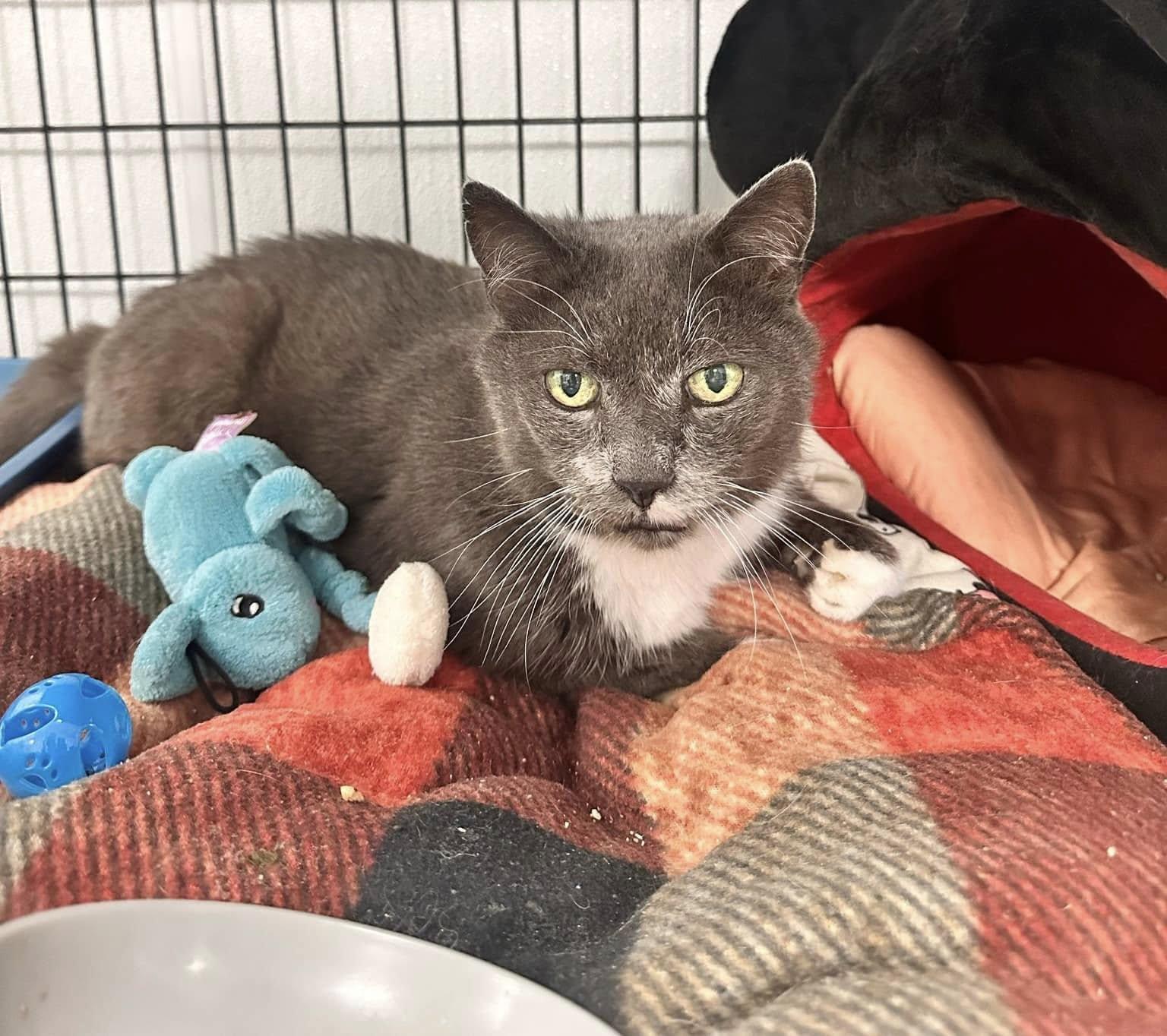 Butch — thumbnail 6