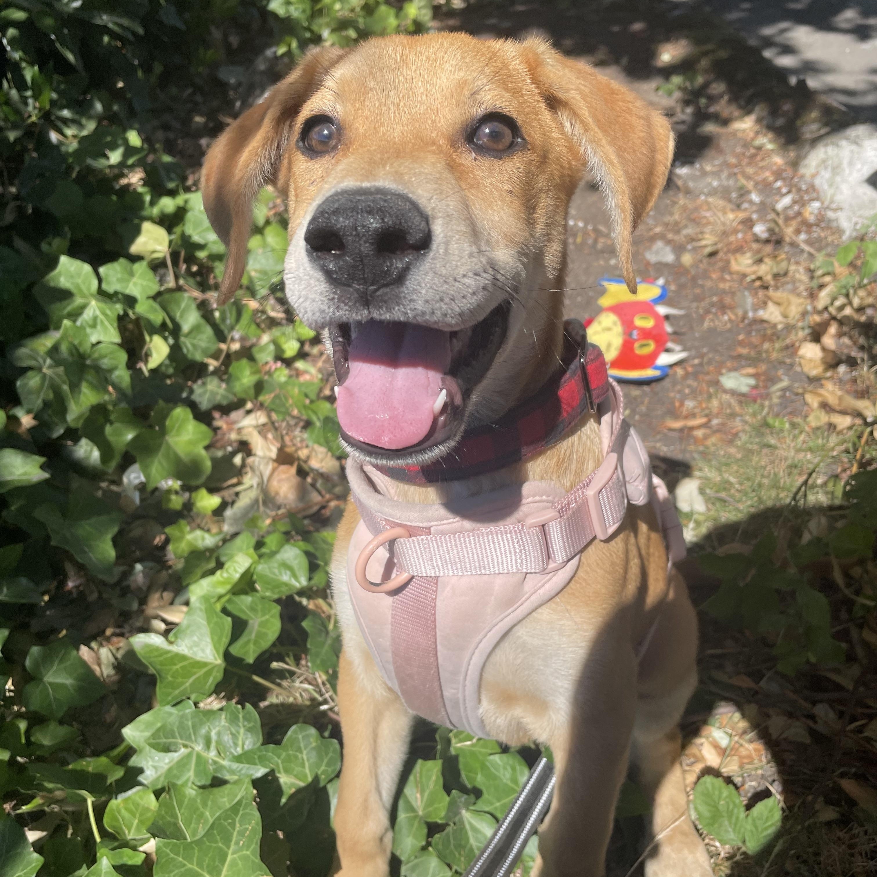 Meet Calcifer Calcifer is an approximately 35 month LabGerman Shepherdwe-are-not-entirely-sure m