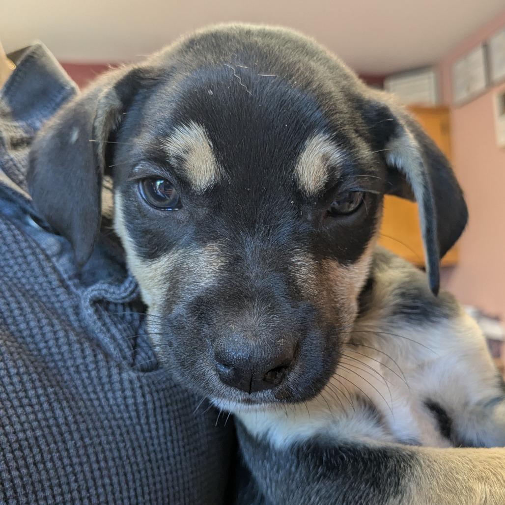 (Event 5/20) Pulled Pork, Adoptable, Puppy Male Mixed Breed.