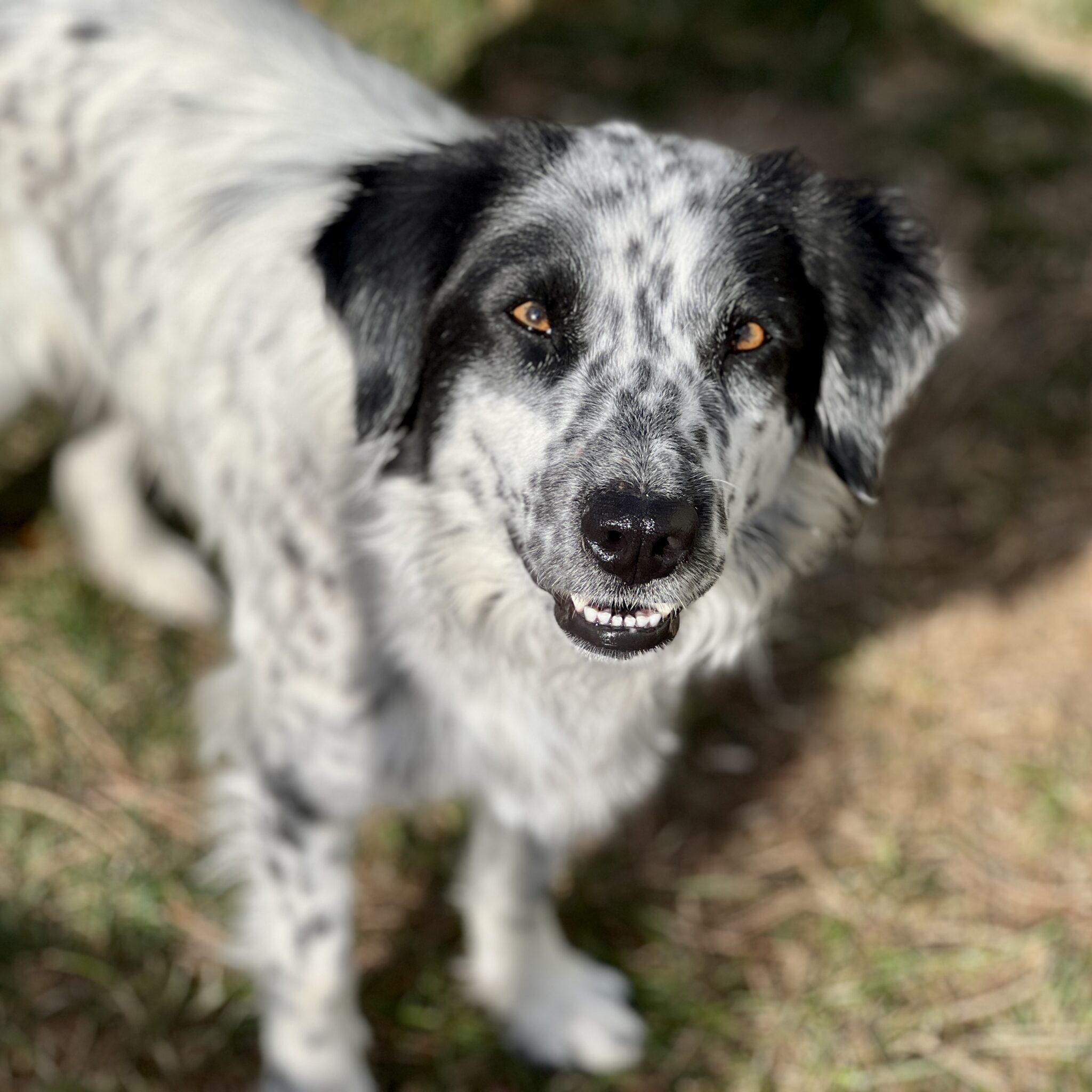 Sammy